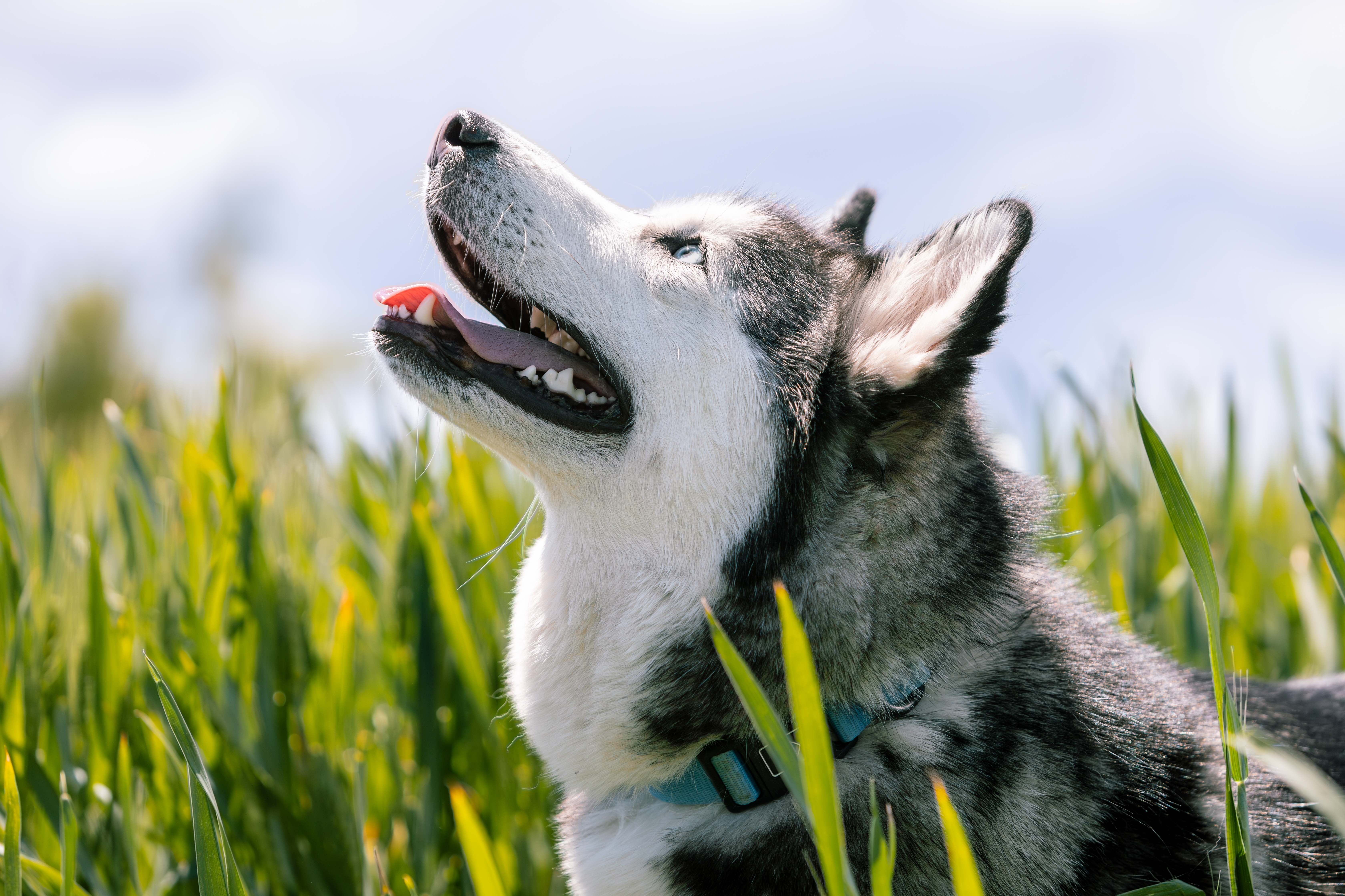 Cachorro Husky Siberiano de perfil, olhando para cima