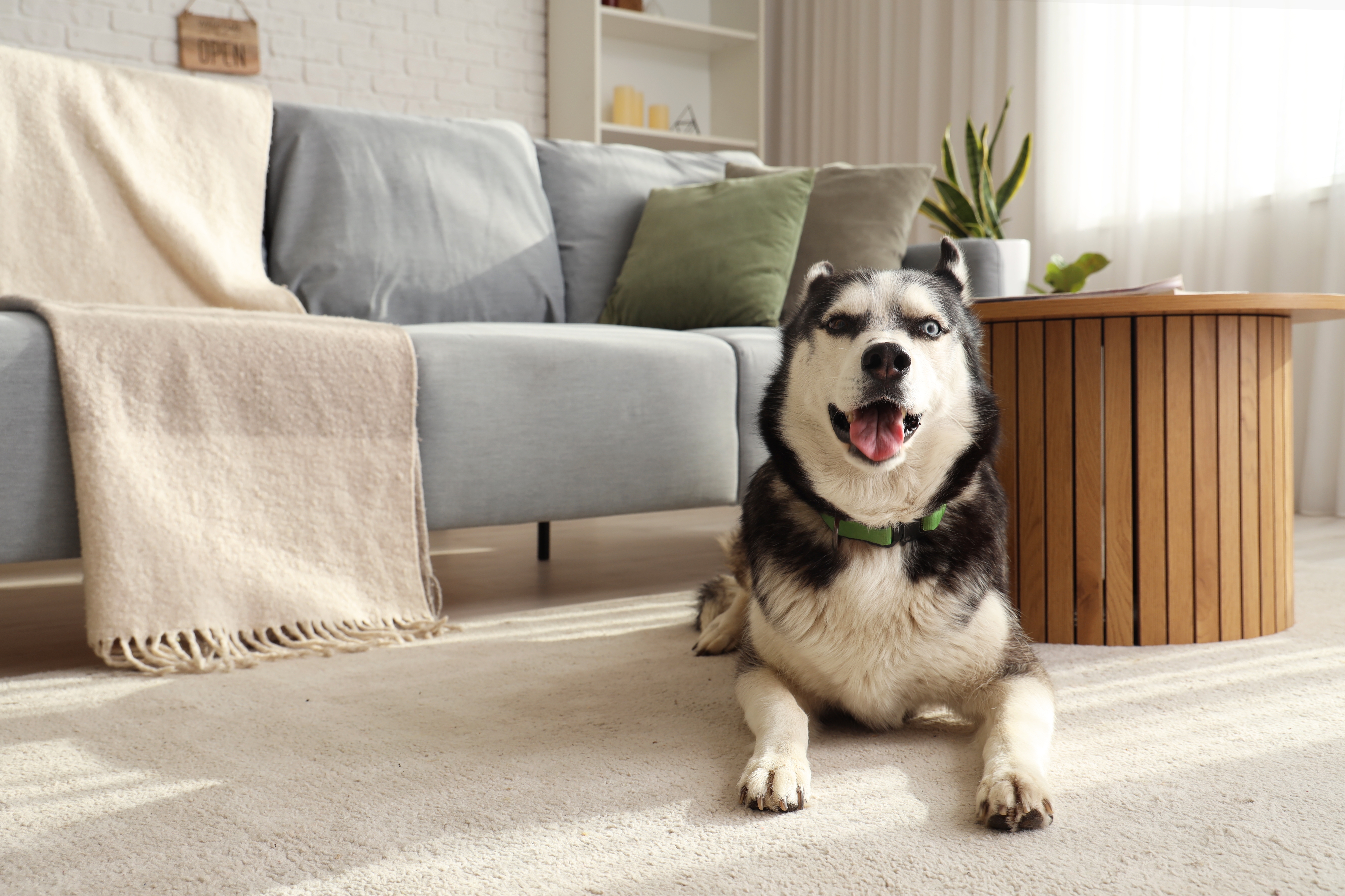 Cachorro Husky Siberiano com as orelhas para trás, deitado no chão de uma sala