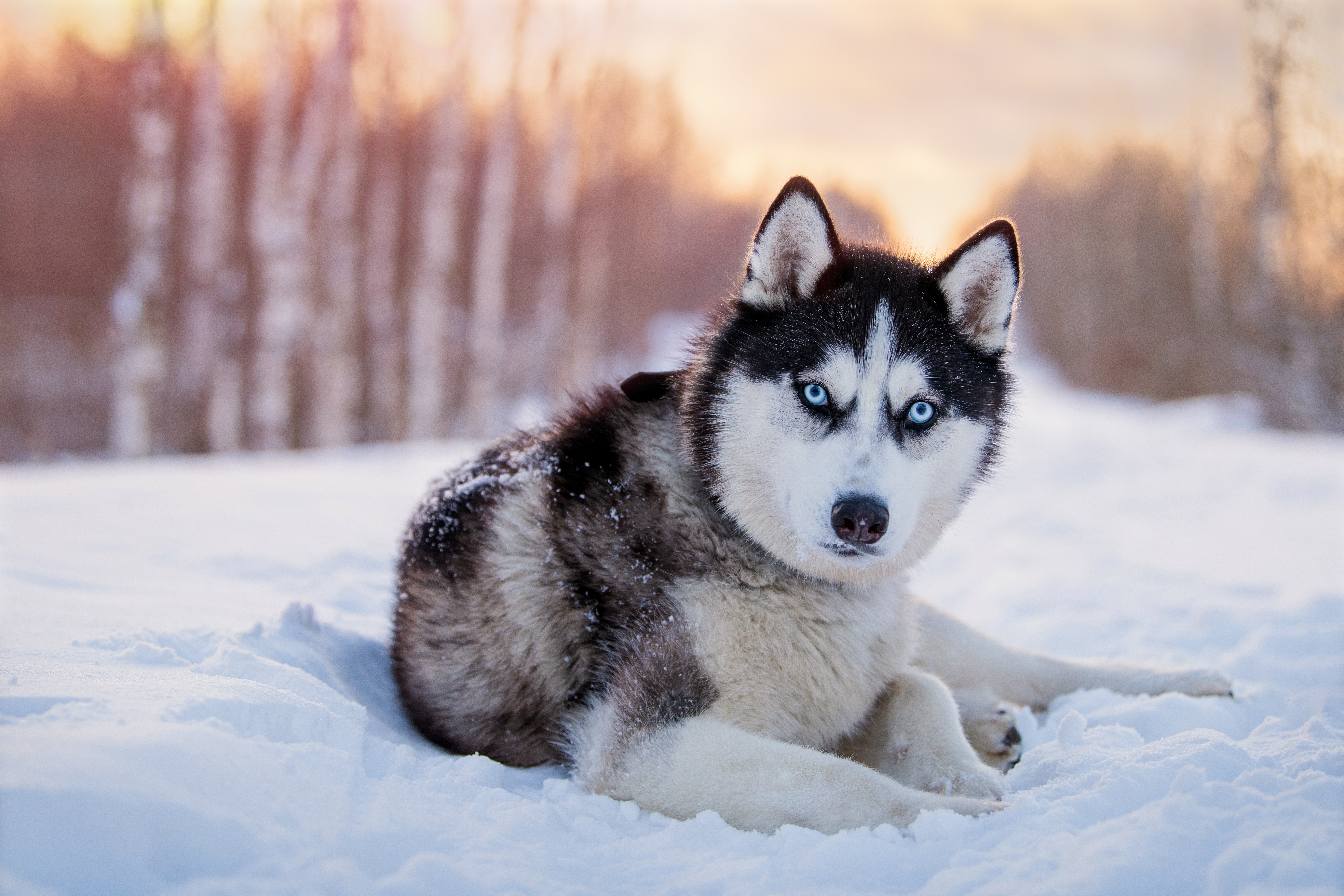 Cachorro Husky Siberiano de olho azul, deitado na neve com o céu alaranjado ao fundo