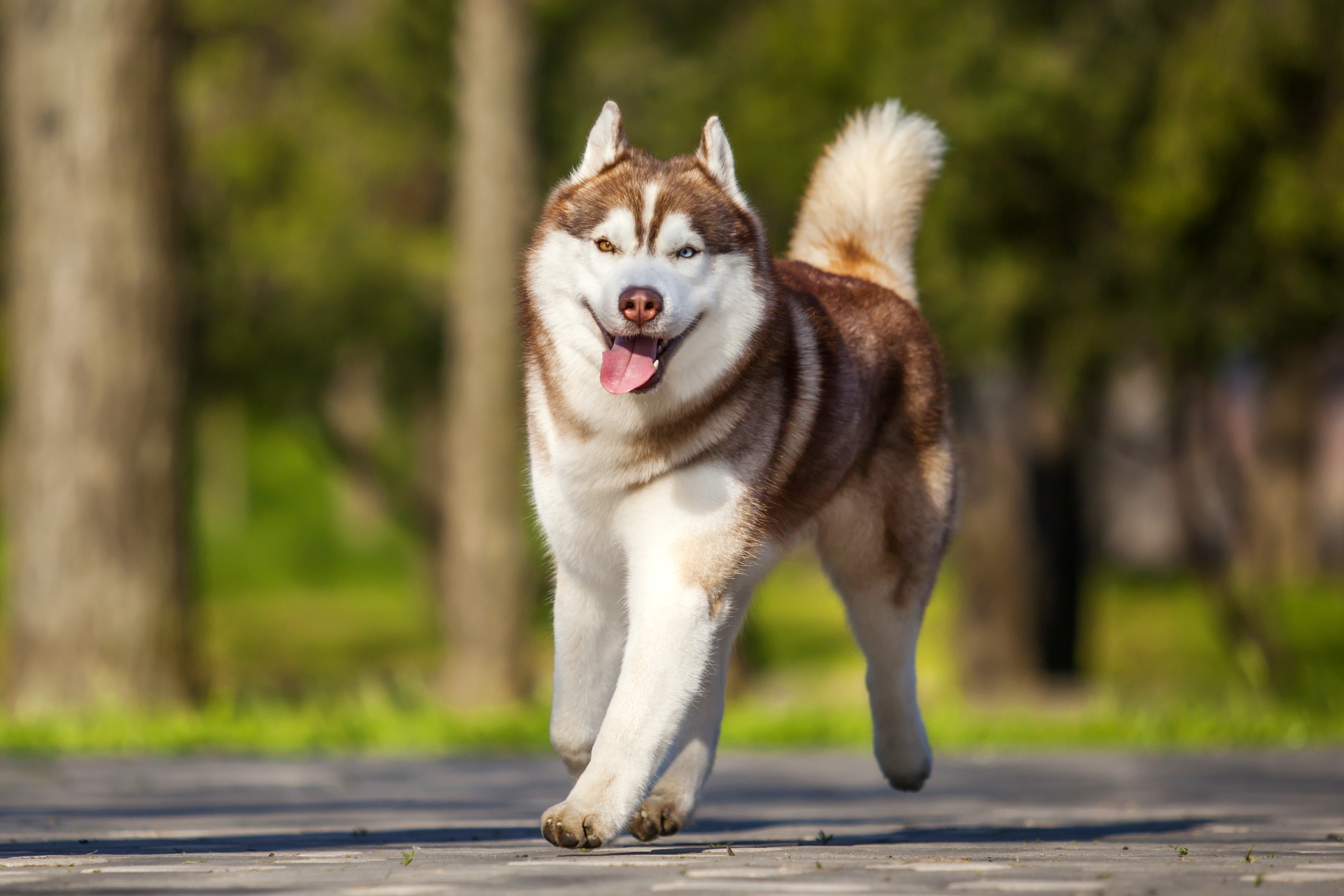 Cachorro Husky Siberiano marrom e branco caminhando em um parque