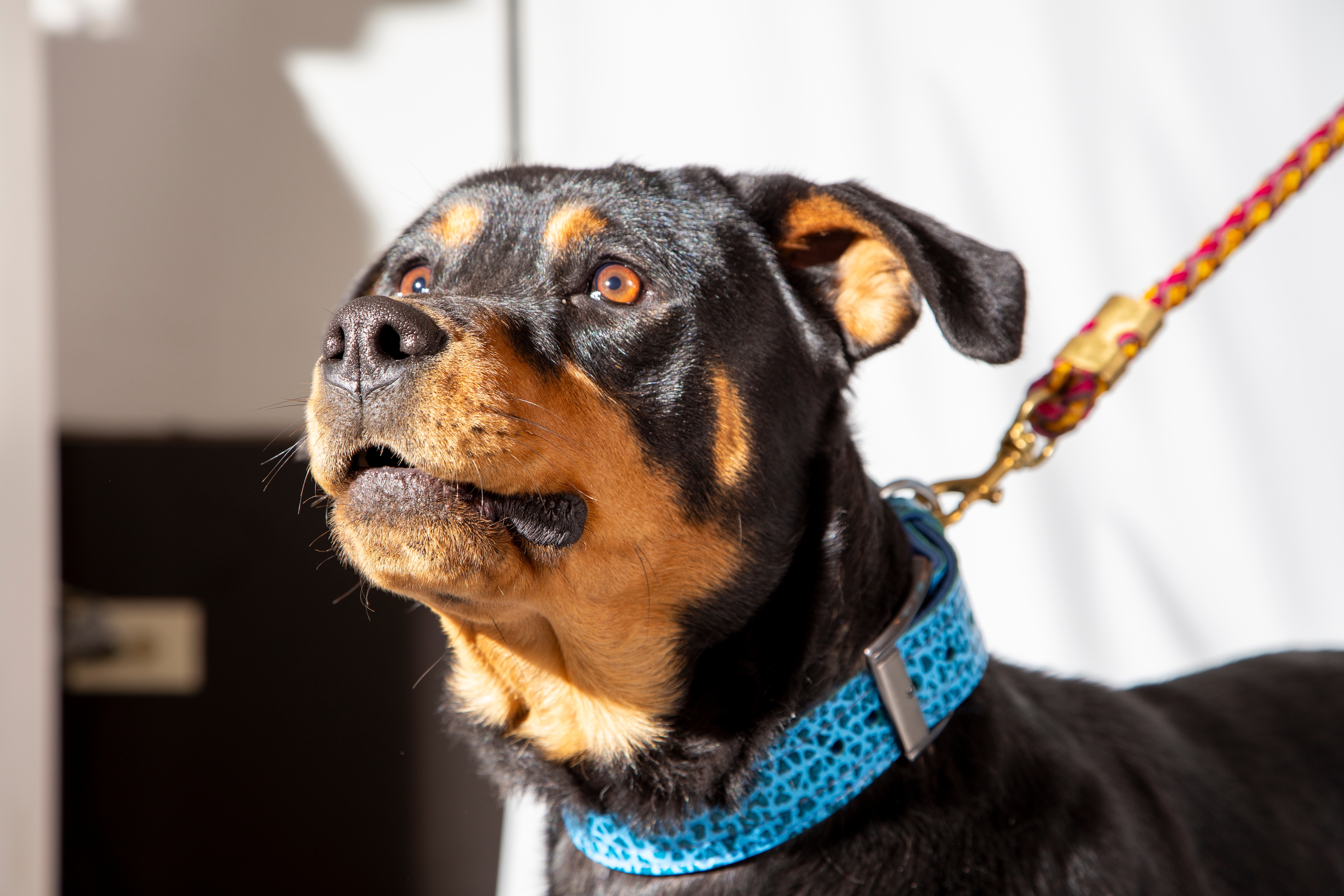 Rosto de Cachorro Rottweiler atento, com orelhas levemente abertas. Usando uma coleira azul e olhando fixamente para algo