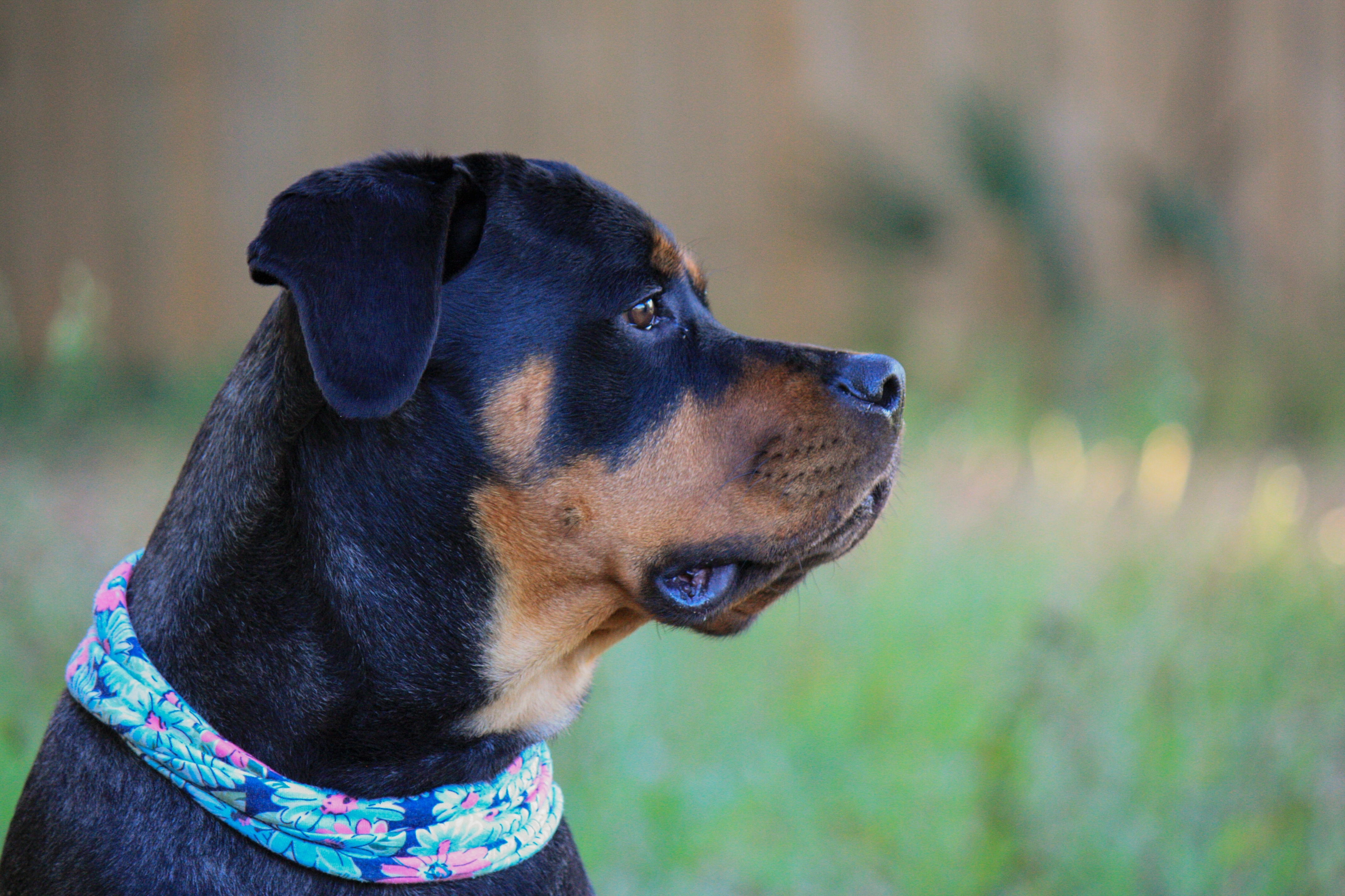 Cachorro Rottweiler de perfil concentrado
