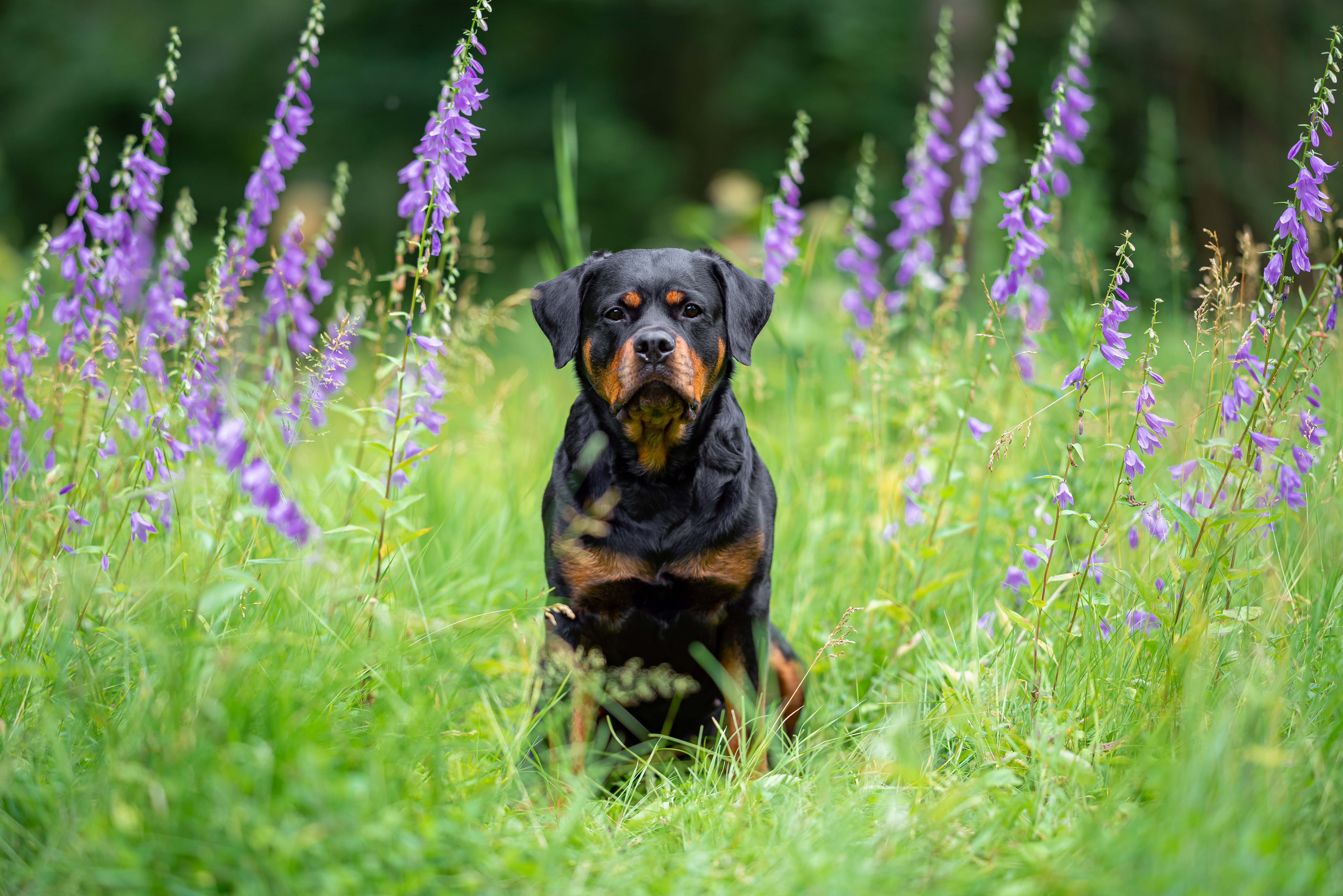Cachorro Rottweiler sentado ao redor de flores lavanda