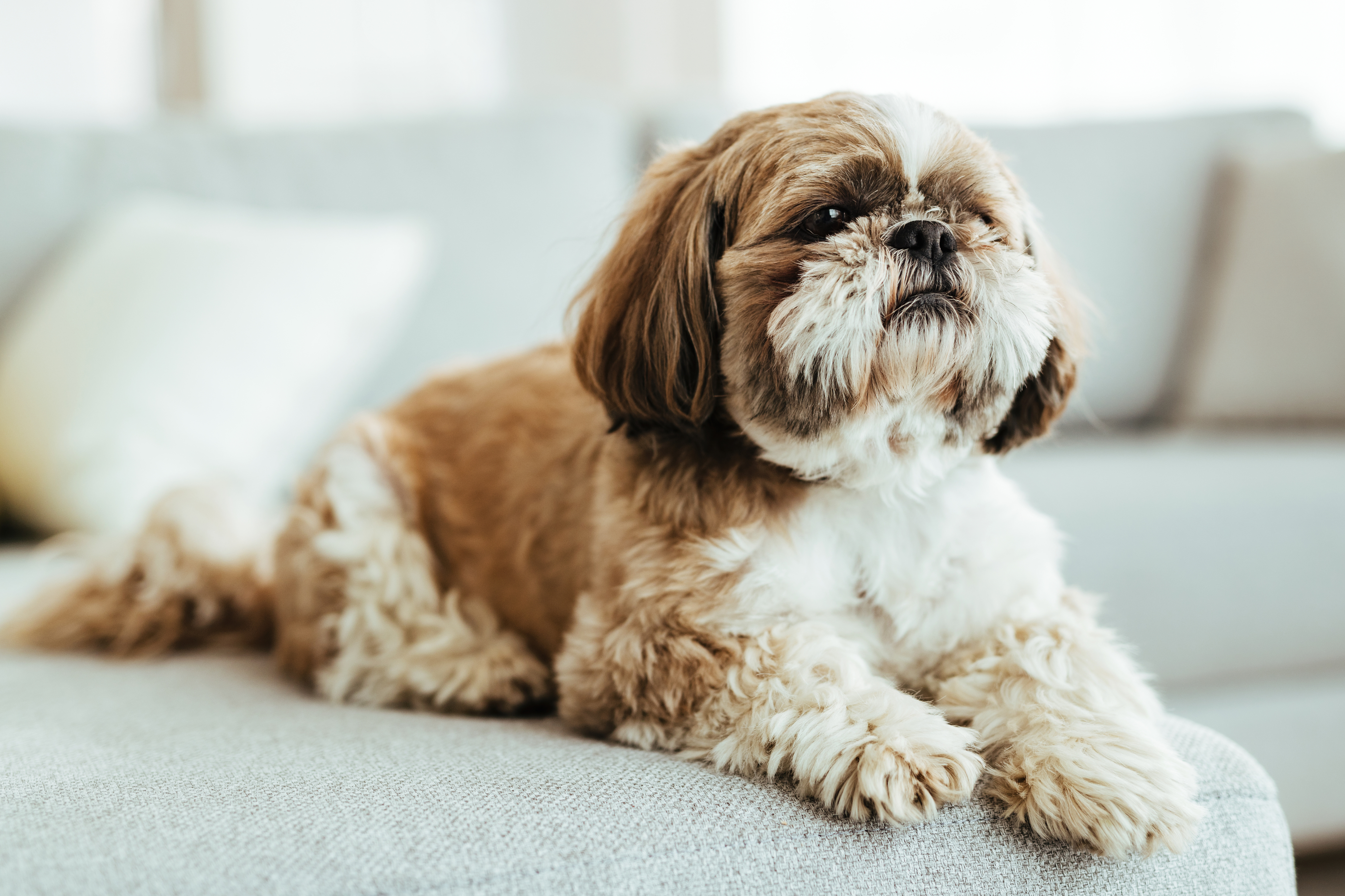 Cachorro Shih-Tzu dourado, com pelos longos curtos, deitado em um sofá