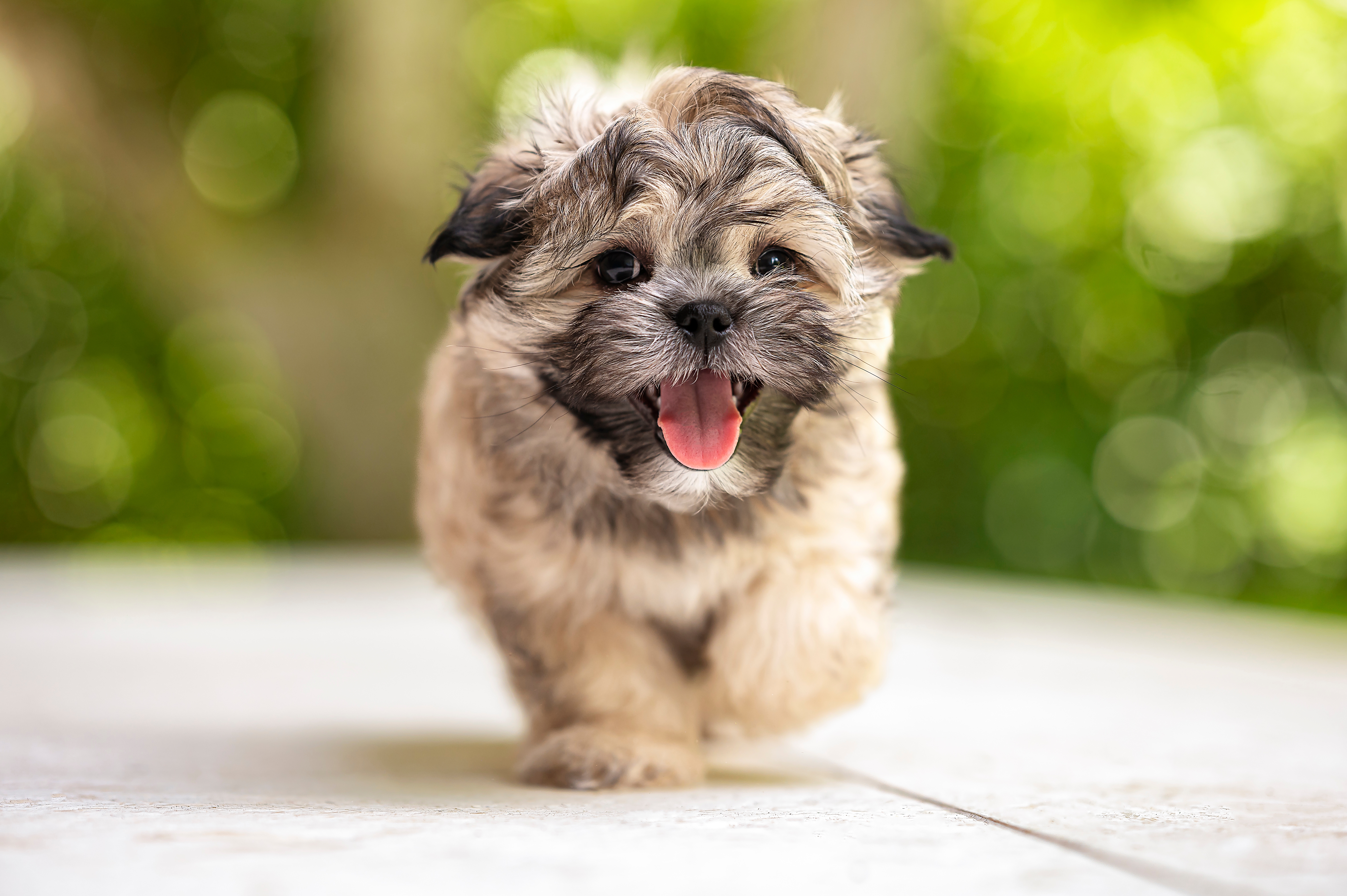 Filhote de Shih-Tzu marrom e preto, caminhando