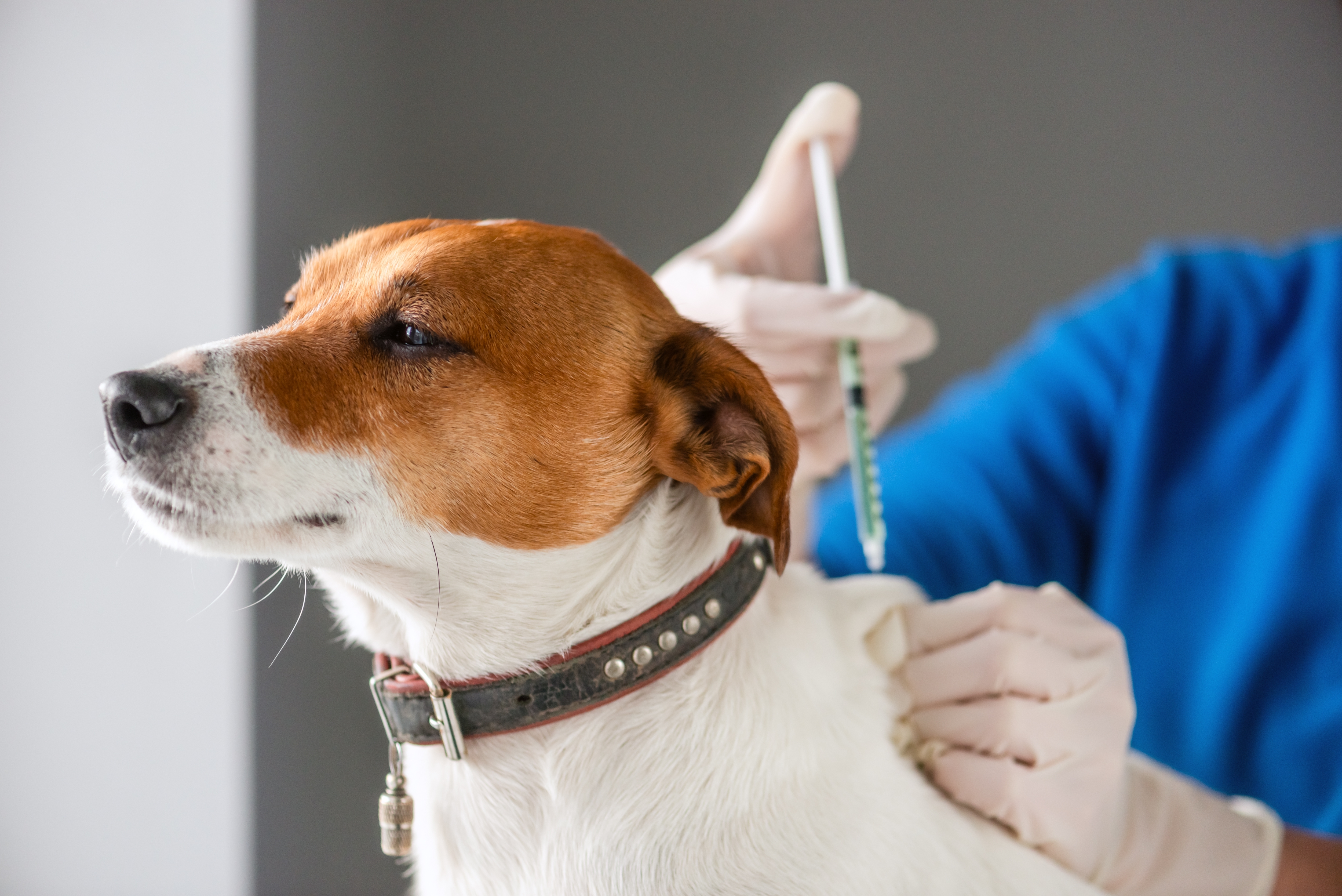 Veterinário aplicando injeção em um cachorro da raça Jack Russell Terrier, usando luvas e segurando o animal com cuidado em uma clínica veterinária.