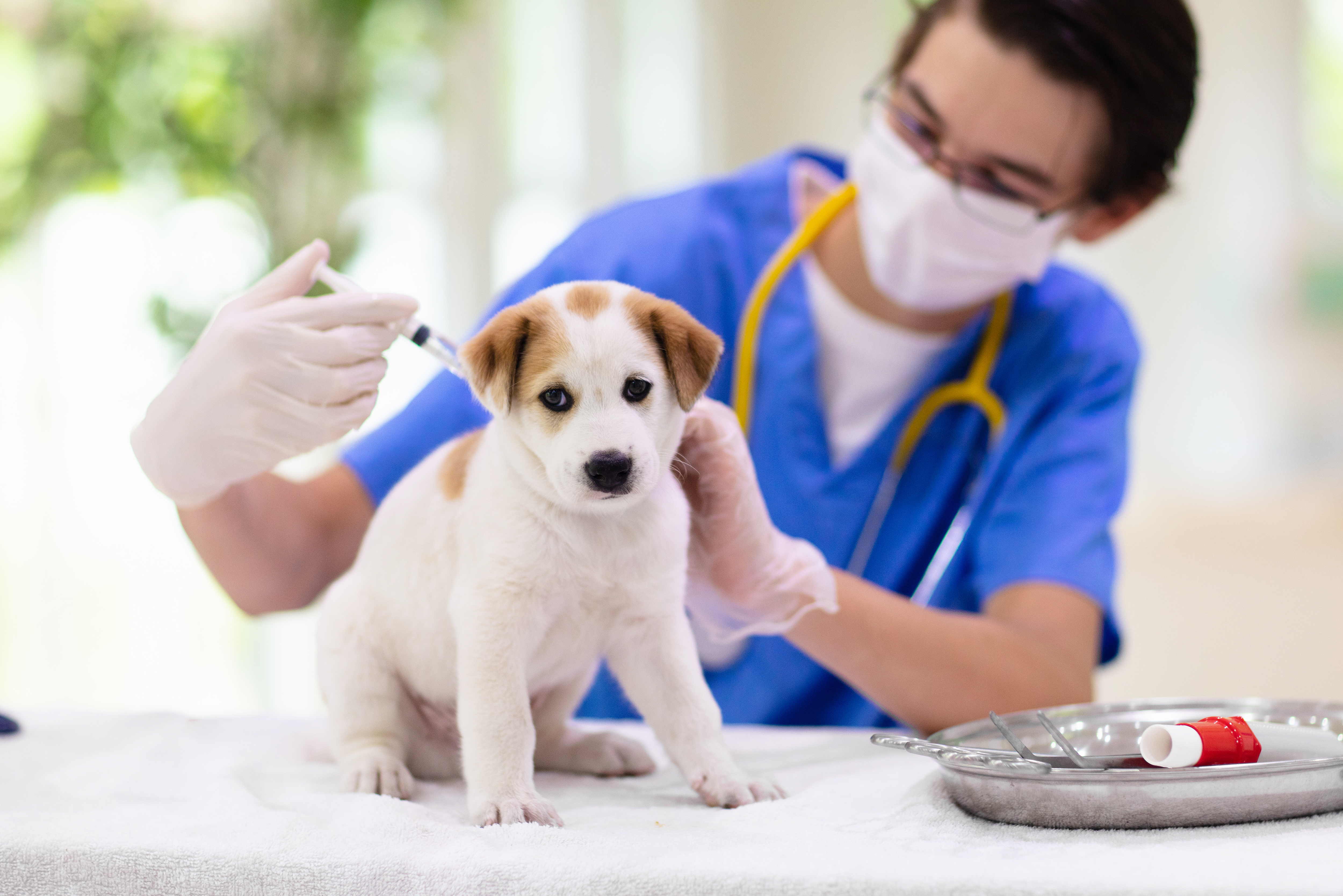 Veterinário aplicando uma injeção em um filhote de cachorro branco e marrom sobre uma mesa de exame.