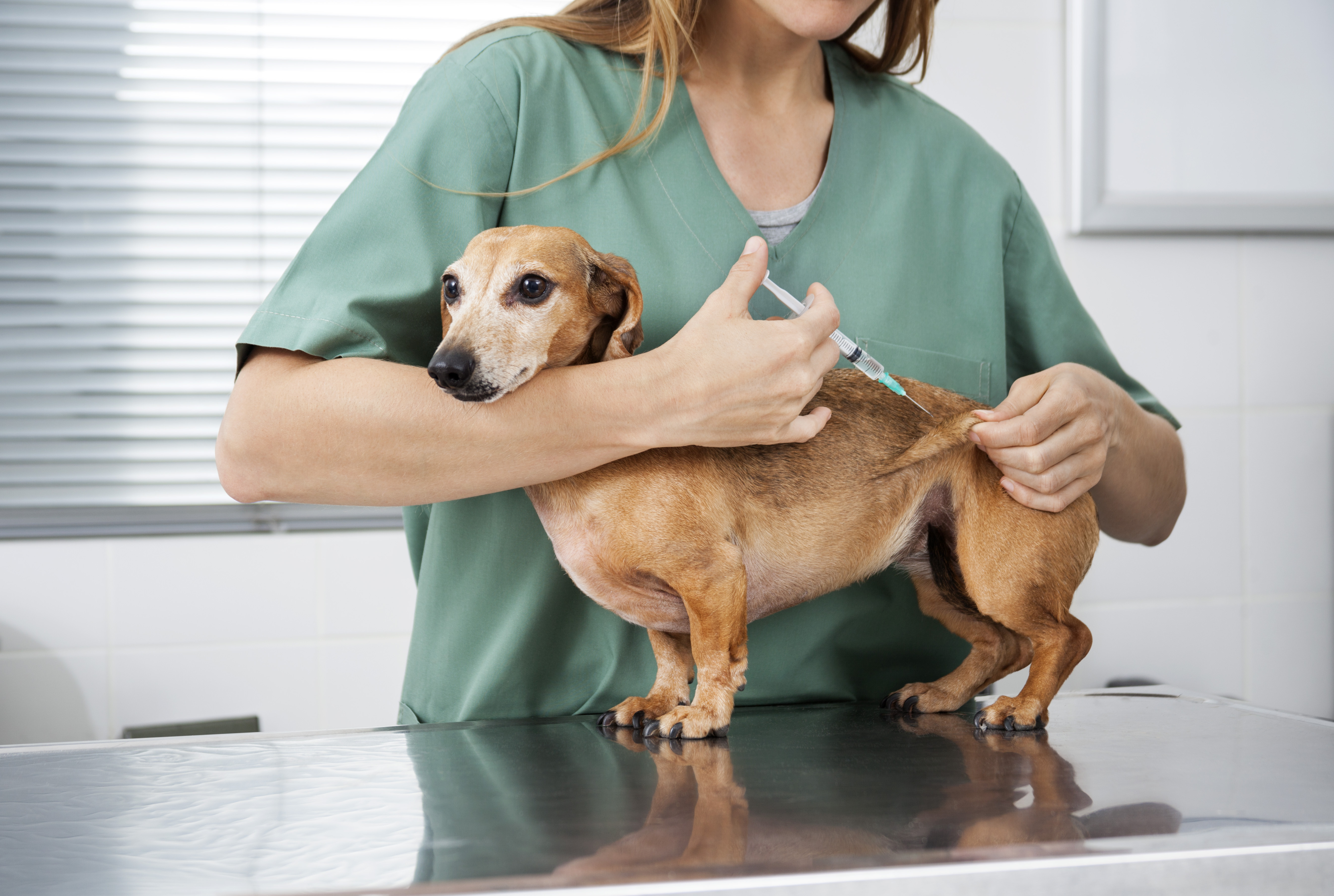 Veterinário aplicando injeção em um cachorro da raça Dachshund, posicionado sobre uma mesa de exame em uma clínica veterinária.