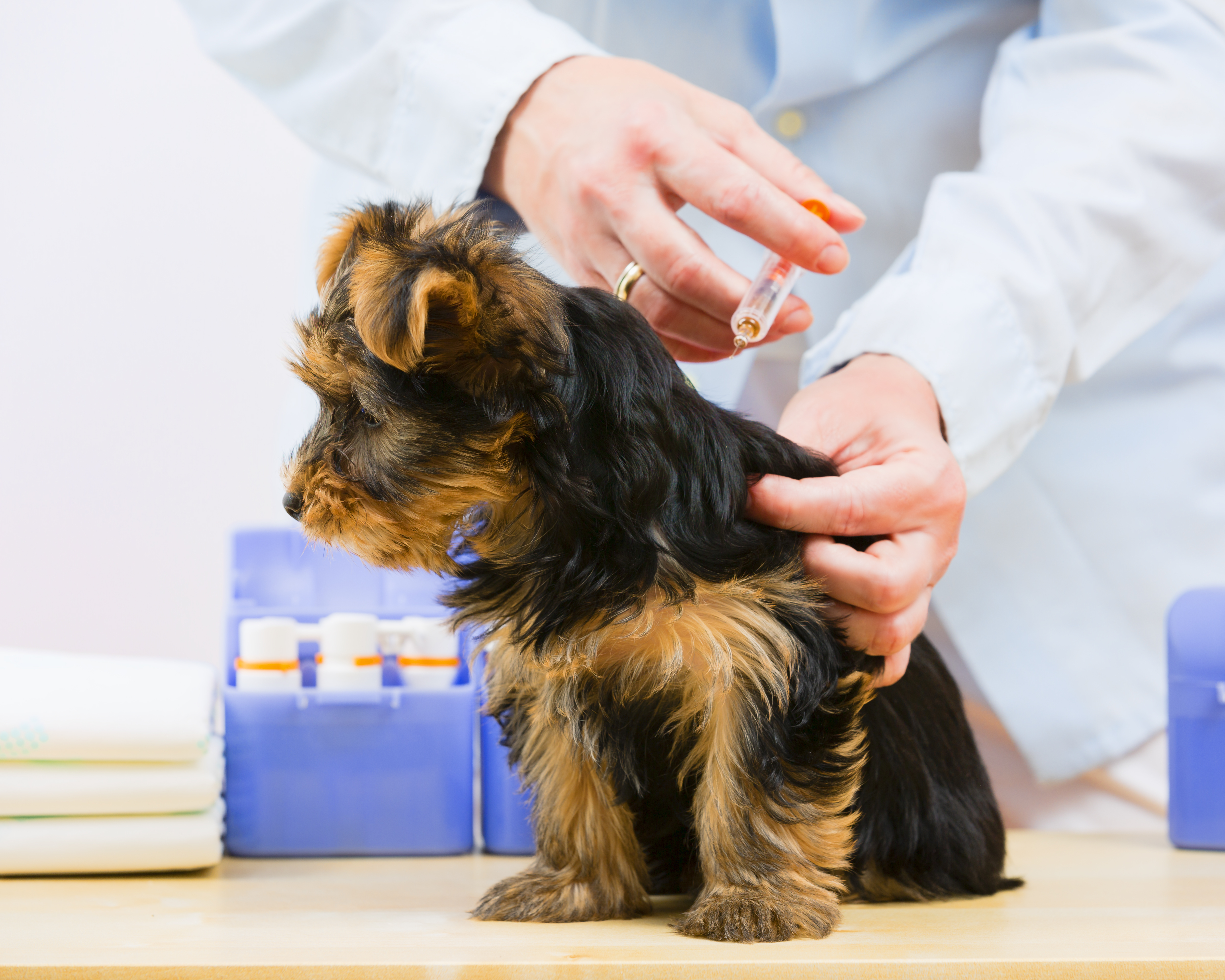 Veterinário aplicando injeção em um filhote da raça Yorkshire Terrier, sentado sobre uma mesa de exame em uma clínica veterinária.