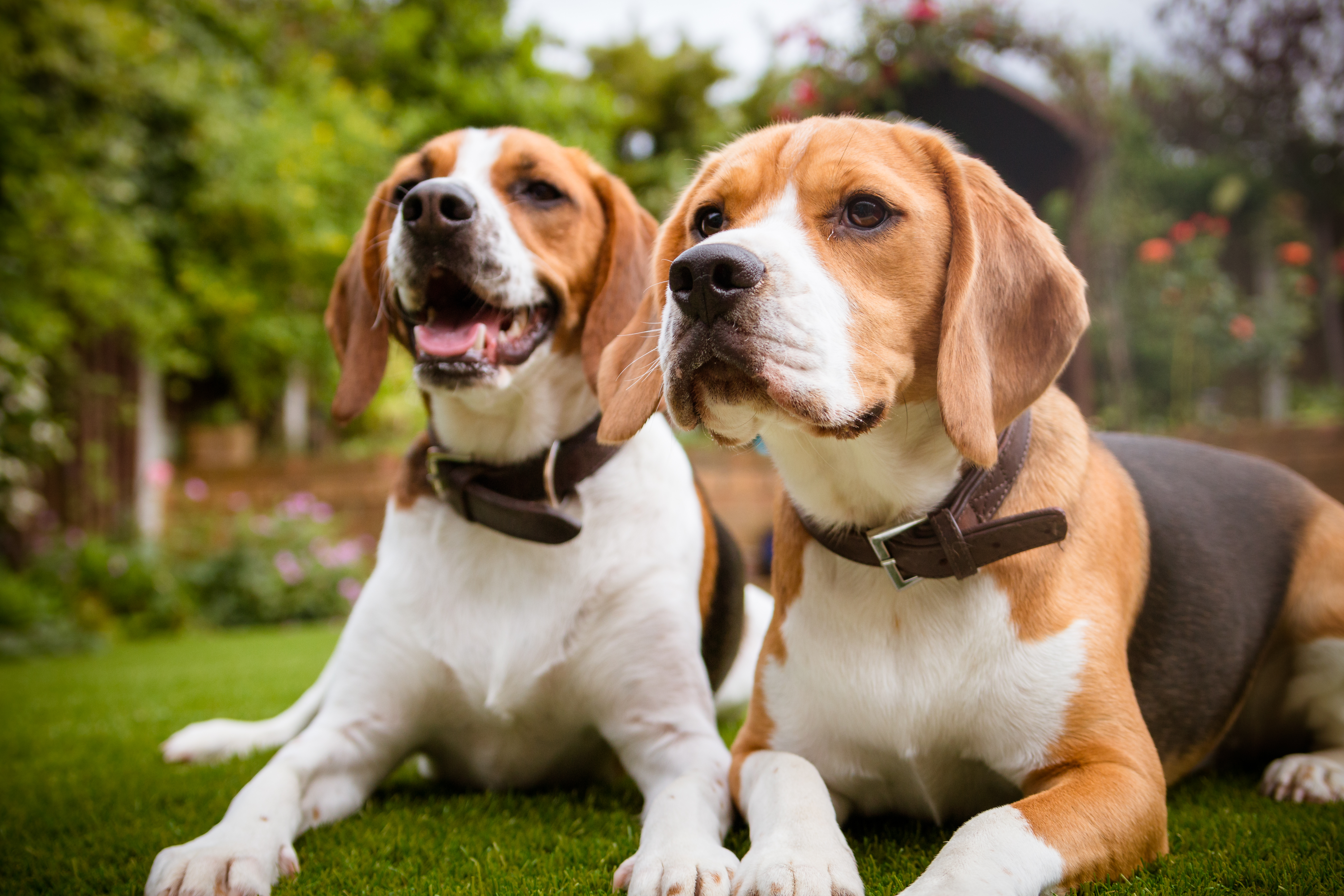 Beagle