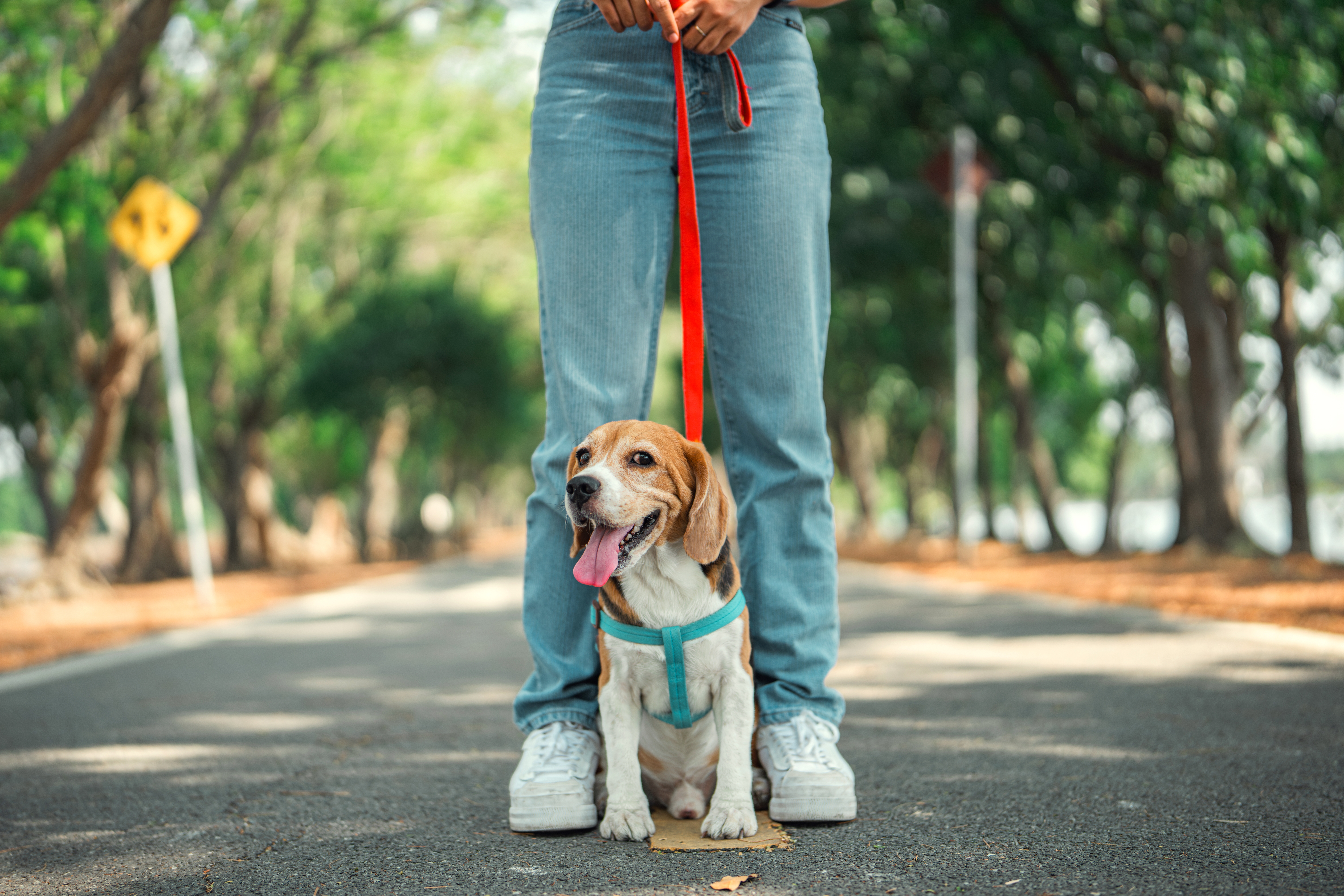 Beagle