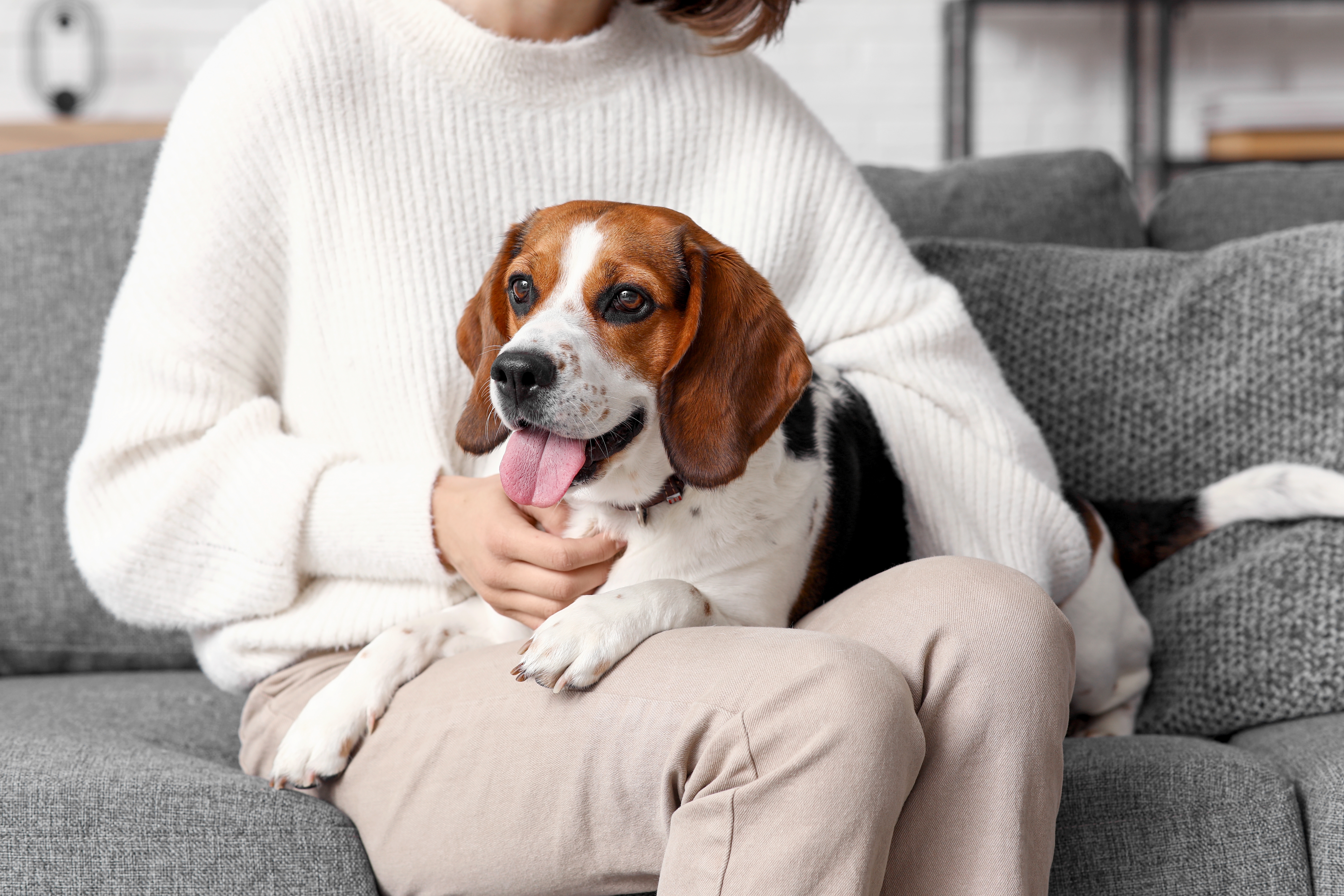 Beagle