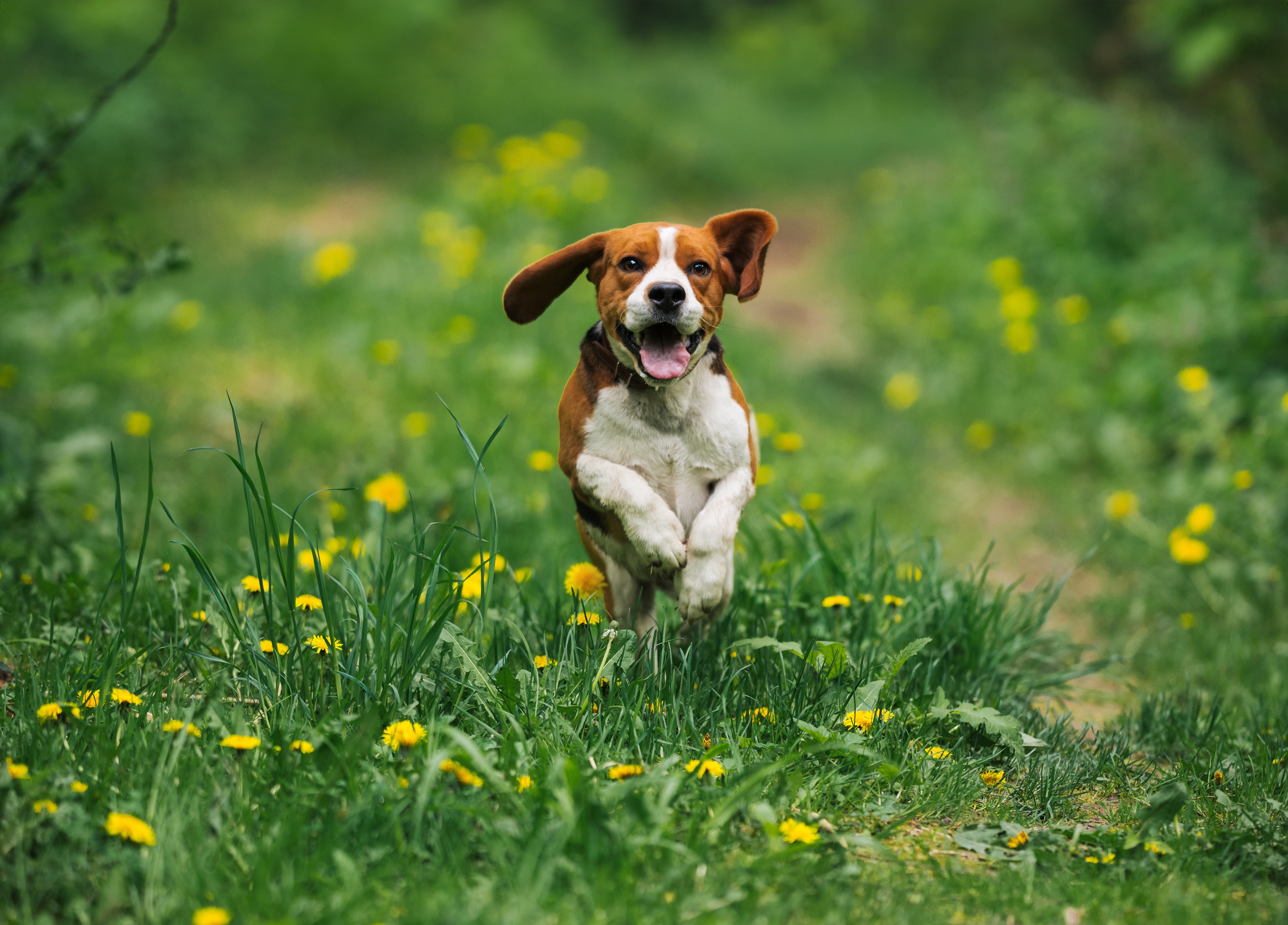 Beagle