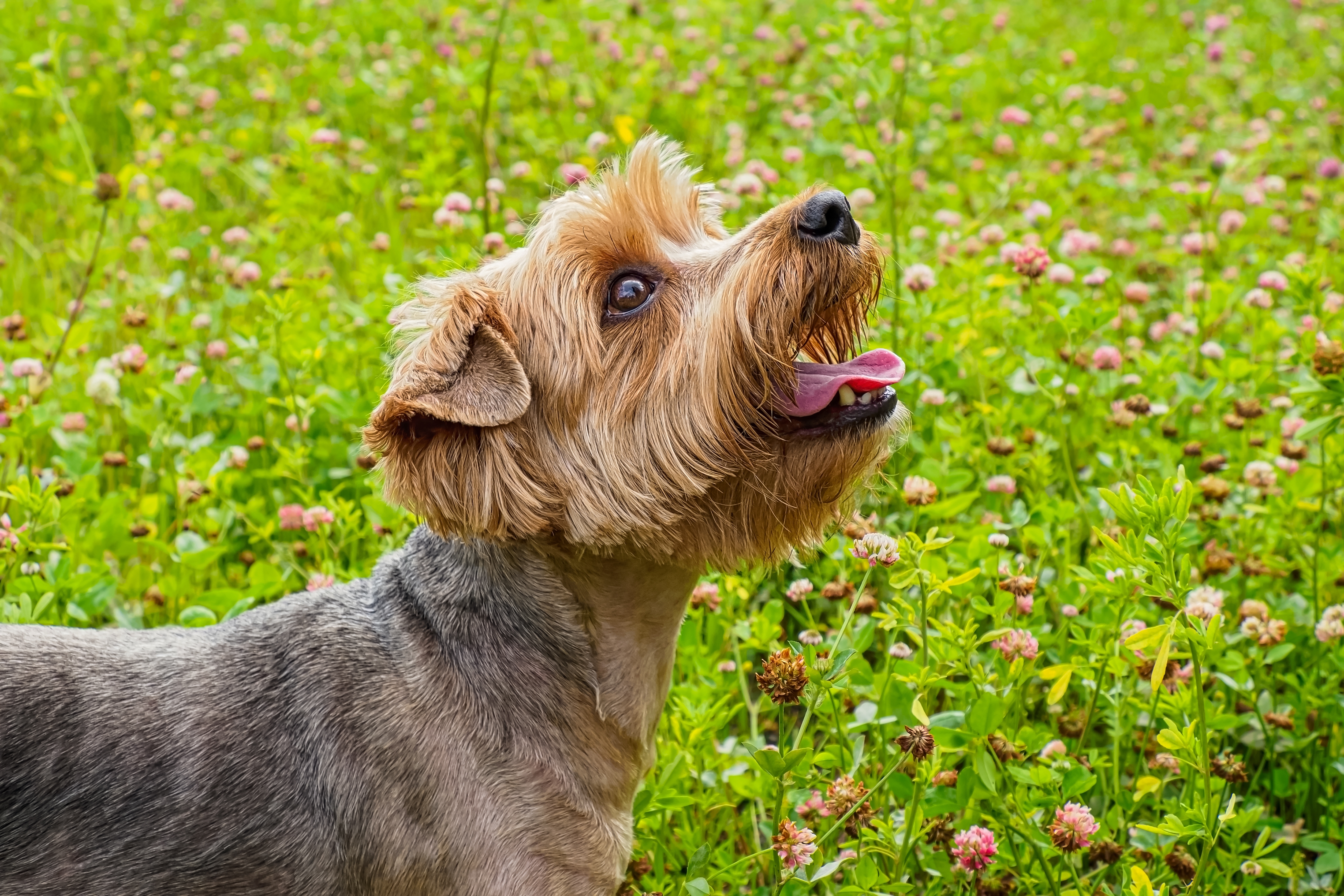 Yorkshire terrier