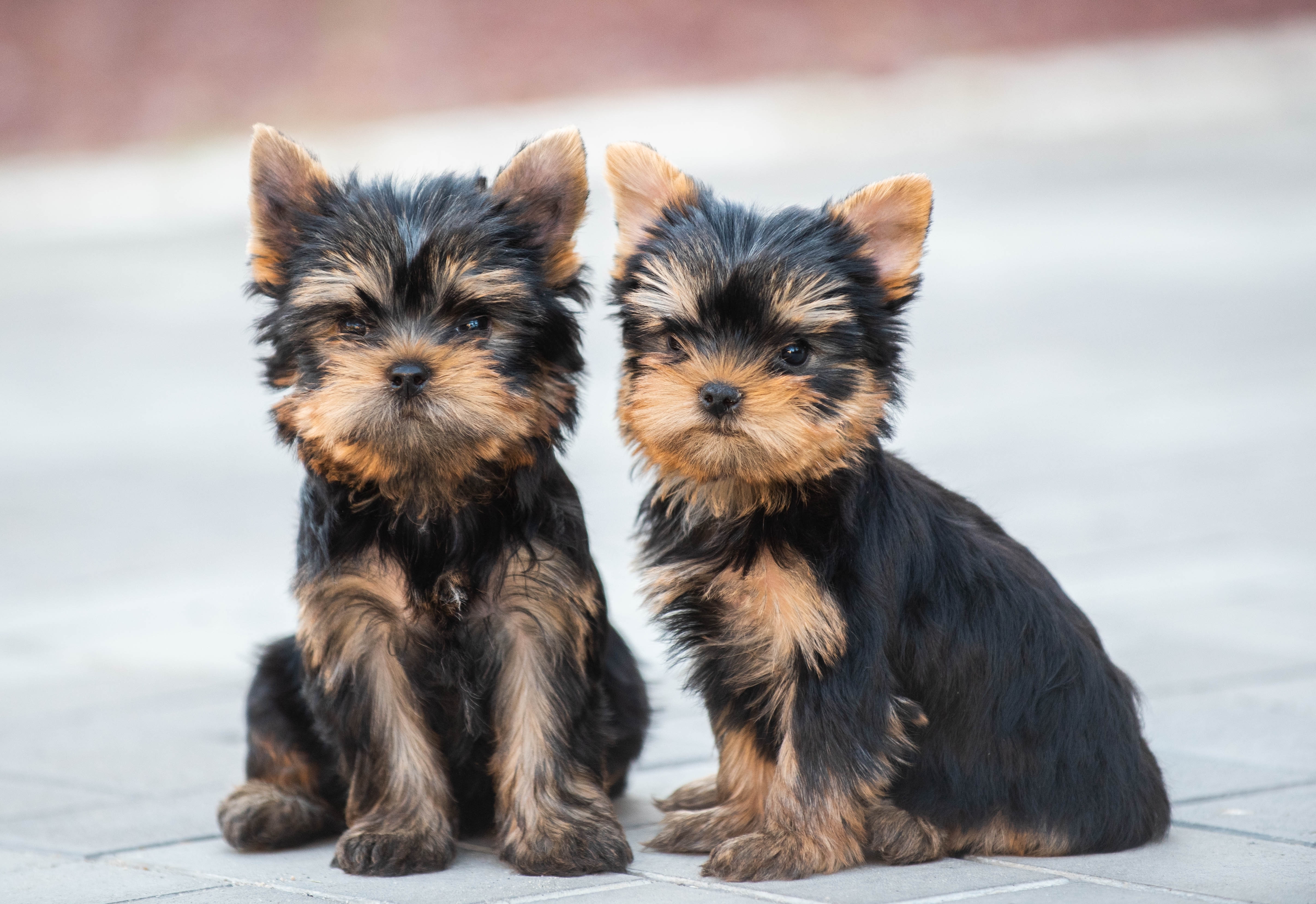 Yorkshire terrier