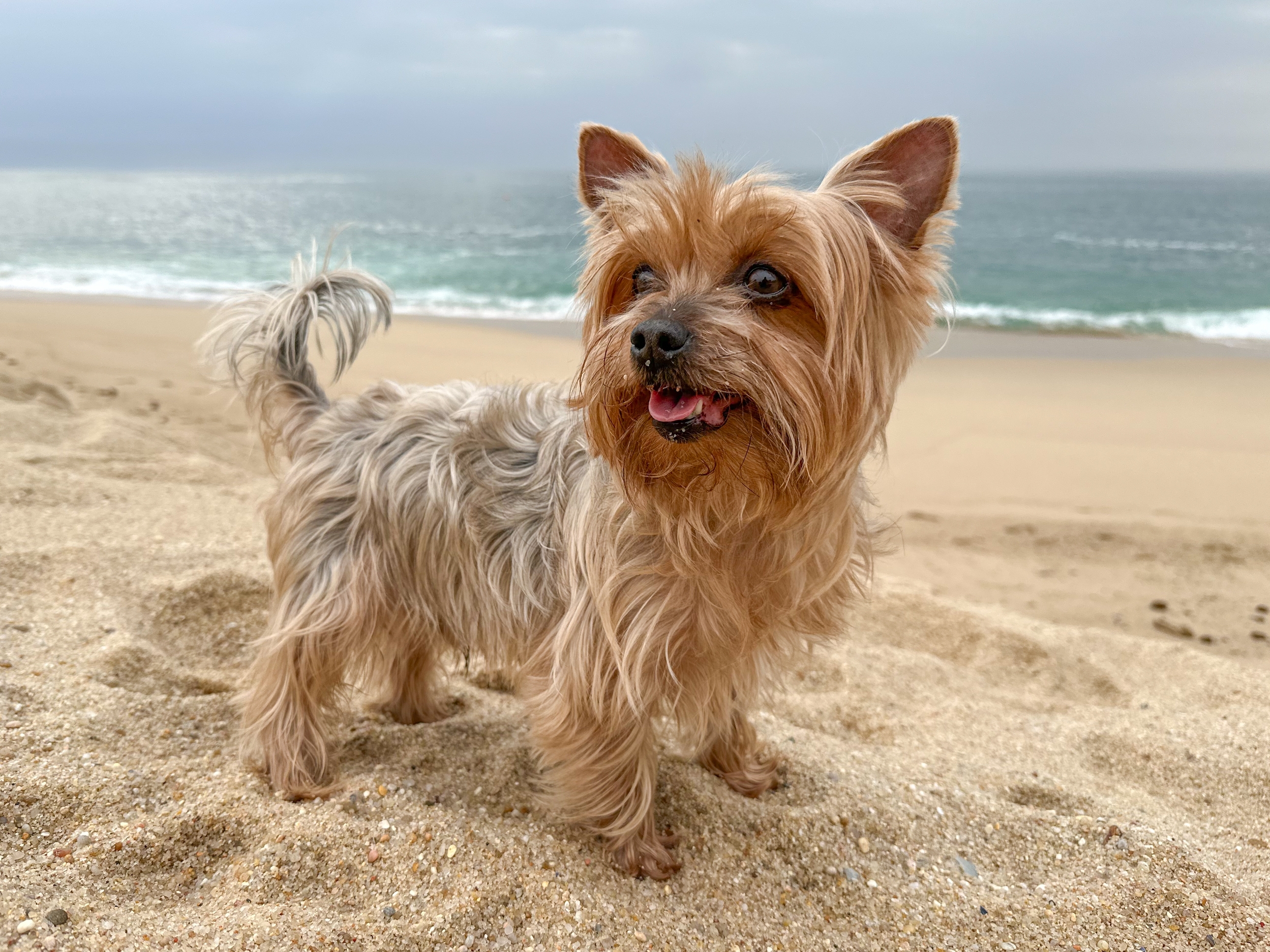 Yorkshire terrier