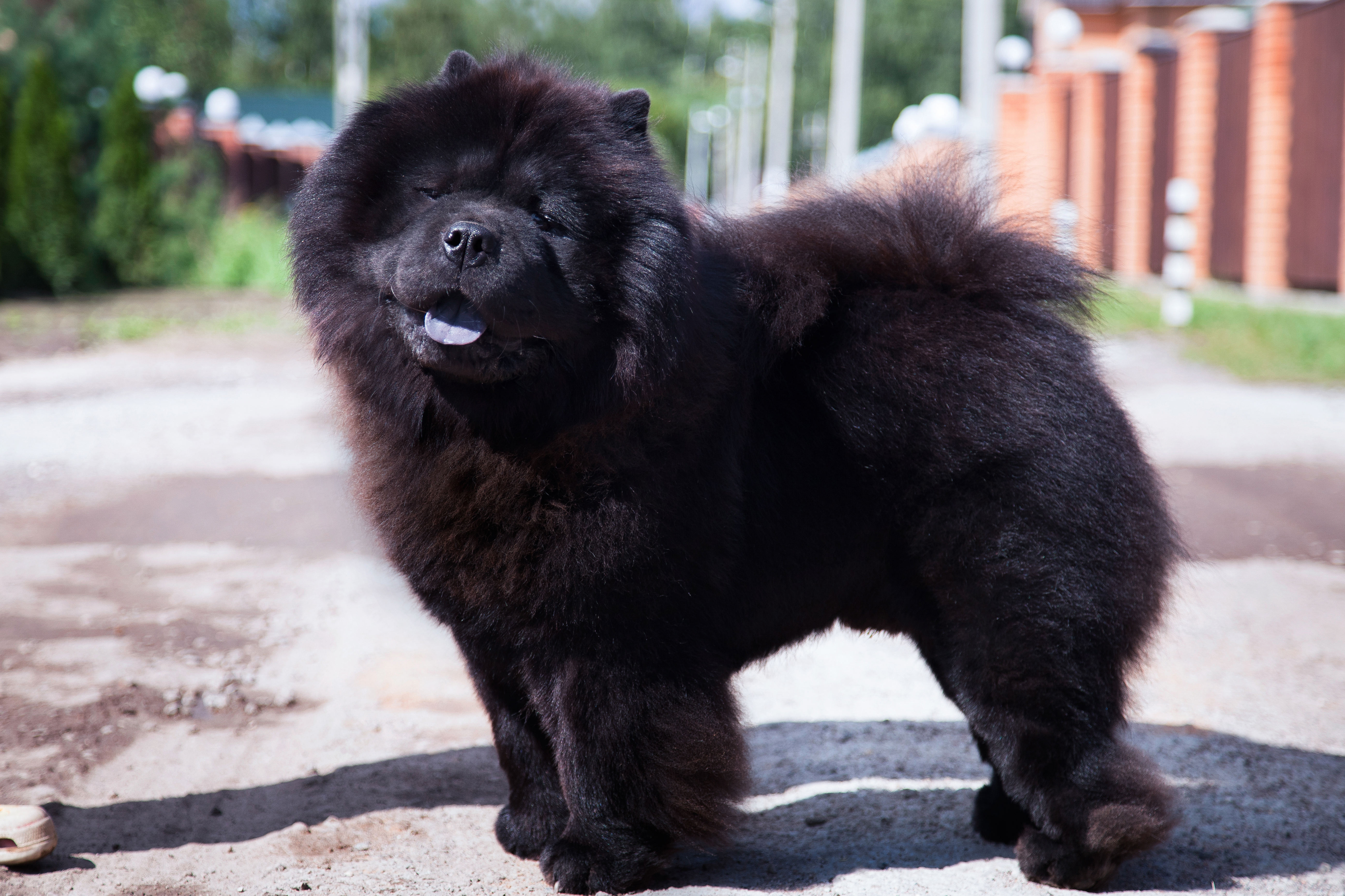 Cão da raça Chow Chow marrom-escuro com cauda peluda, em pé.