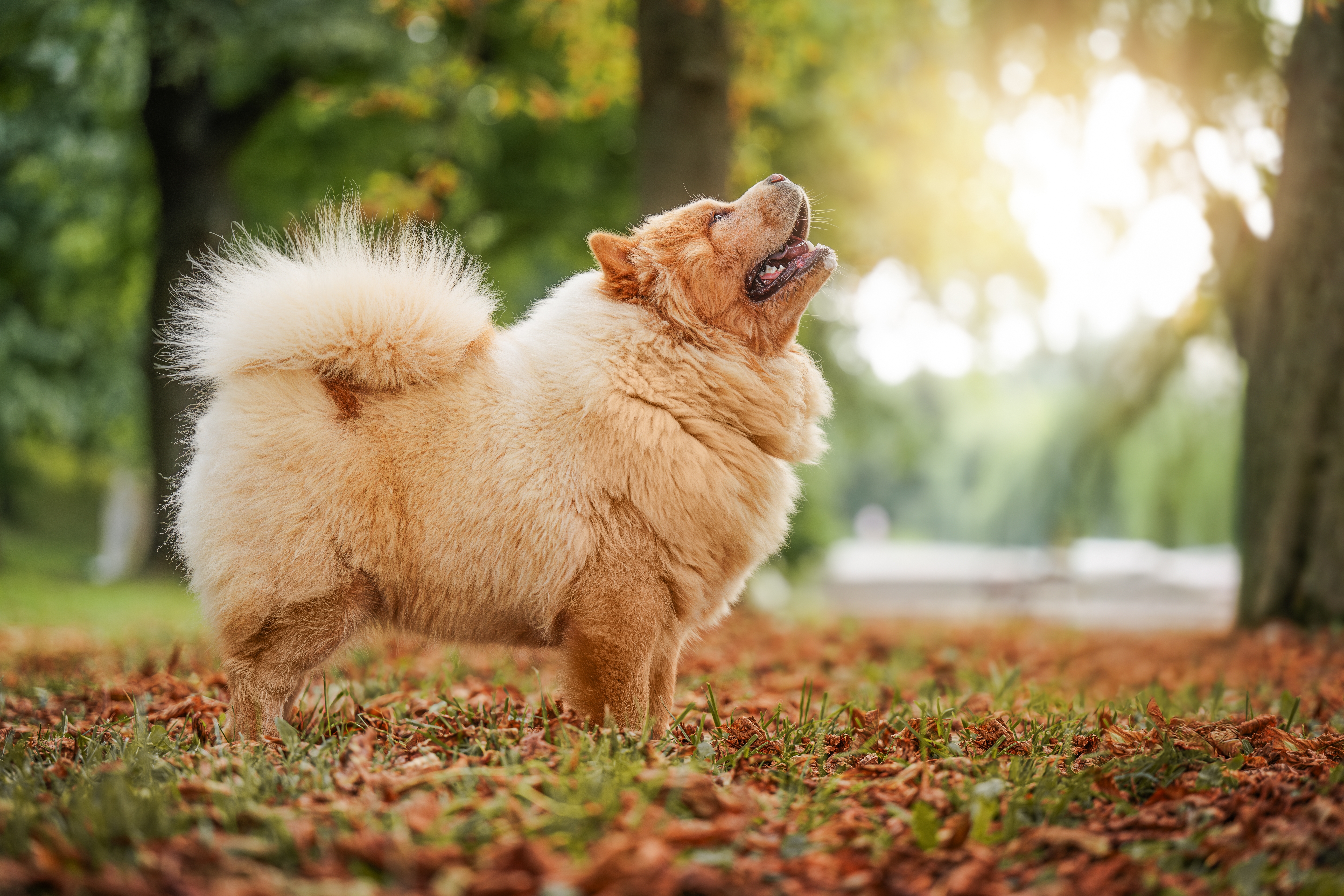 Cão da raça Chow Chow de pelagem dourada em pé sobre folhas secas em um parque, com a cabeça erguida e expressão feliz.