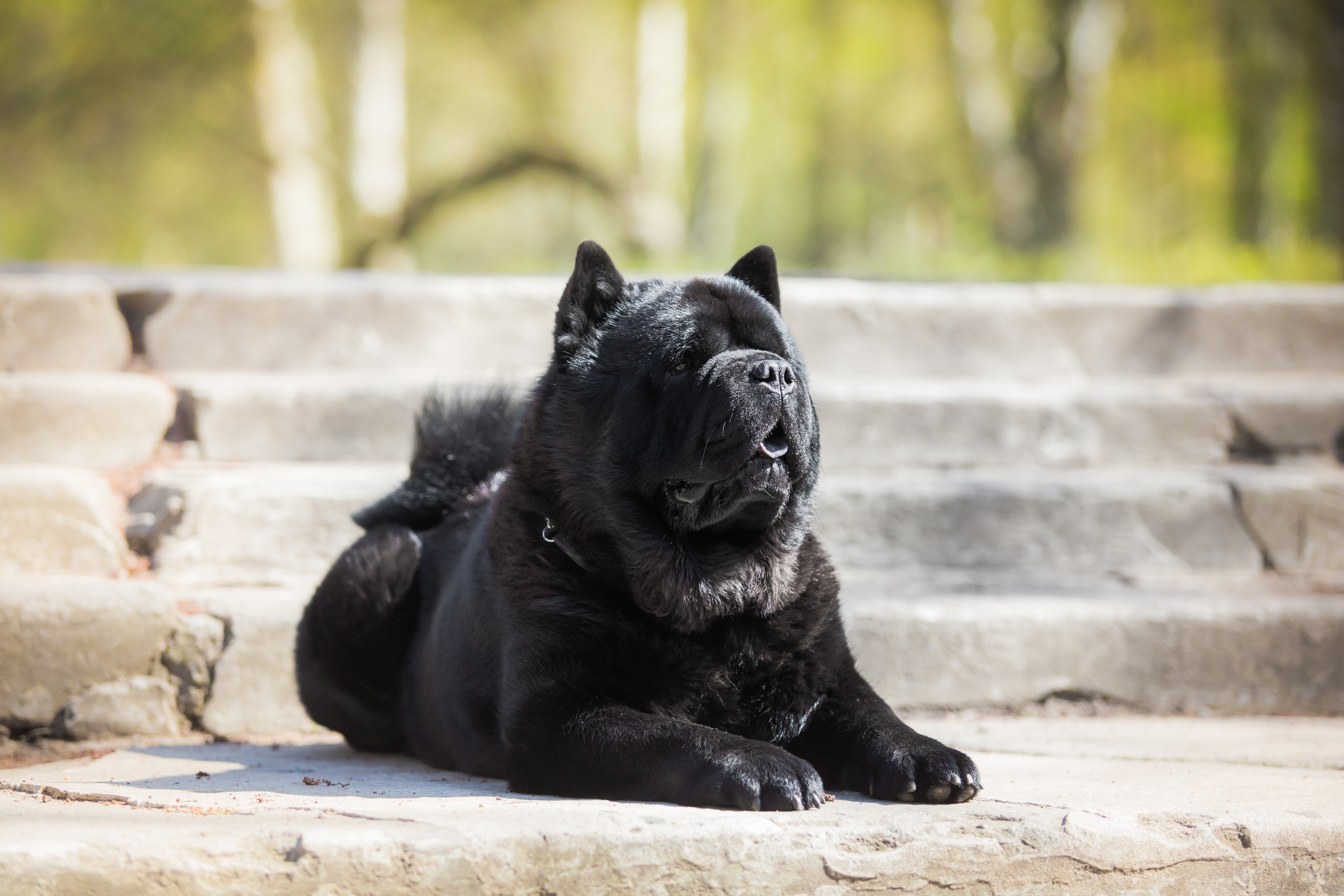 Cão da raça Chow Chow preto deitado ao sol em degraus de pedra