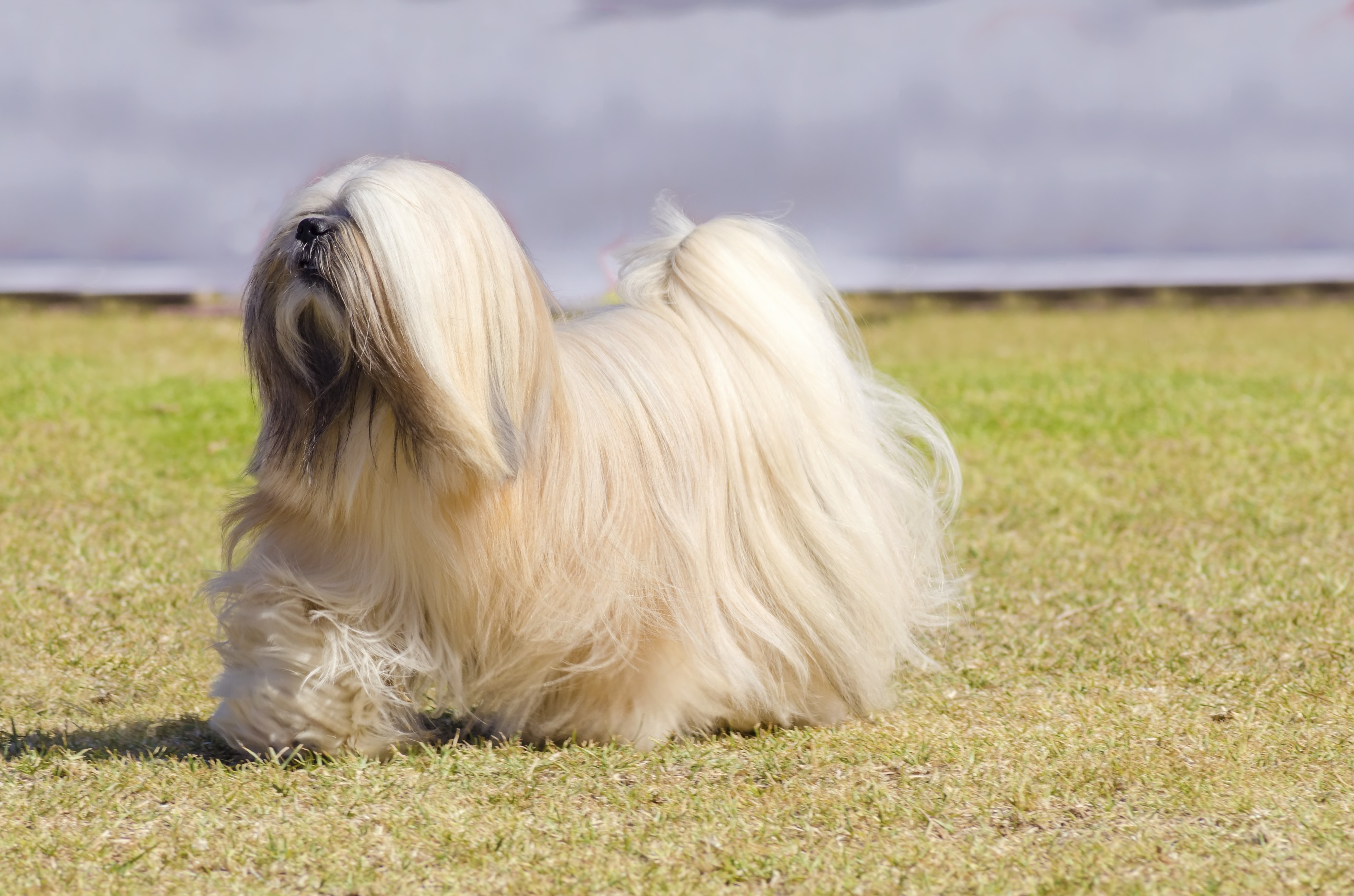 Cão da raça Lhasa Apso com pelagem longa e sedosa, caminhando sobre a grama.