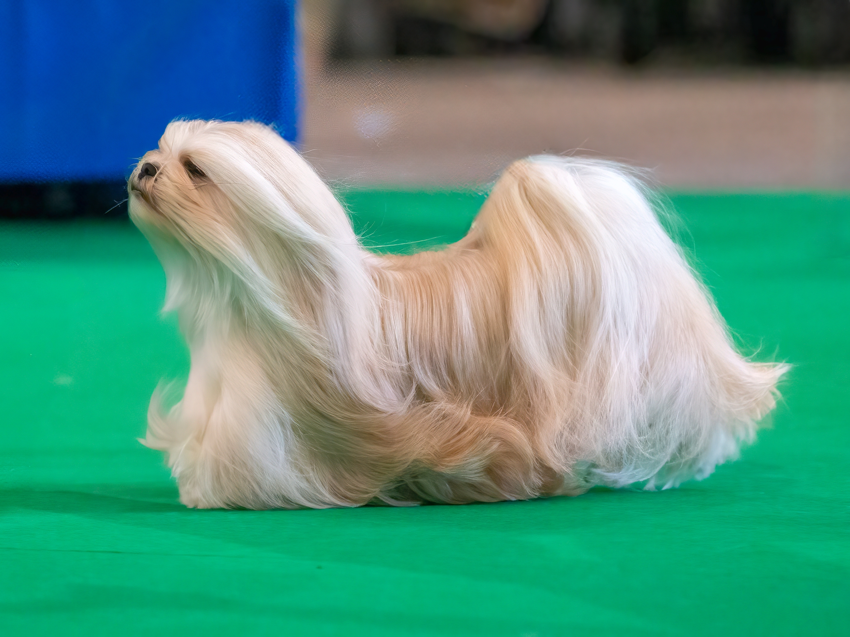 Cão da raça Lhasa Apso com pelagem longa e sedosa, desfilando em uma exposição canina sobre tapete verde.