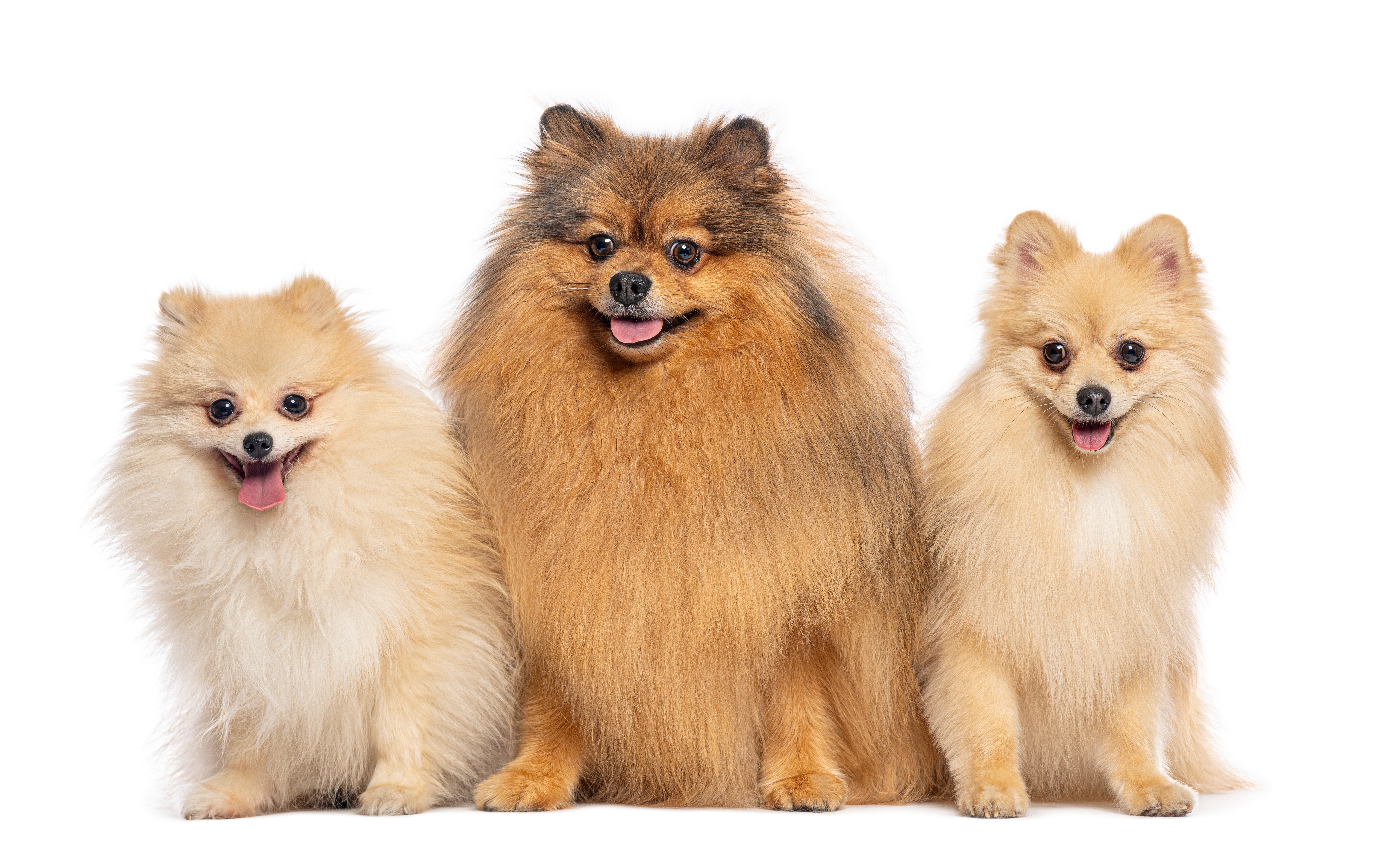 Três cães da raça Spitz Alemão sentados lado a lado, dois de pelagem clara e um de pelagem marrom-alaranjada no centro, todos olhando para a câmera.