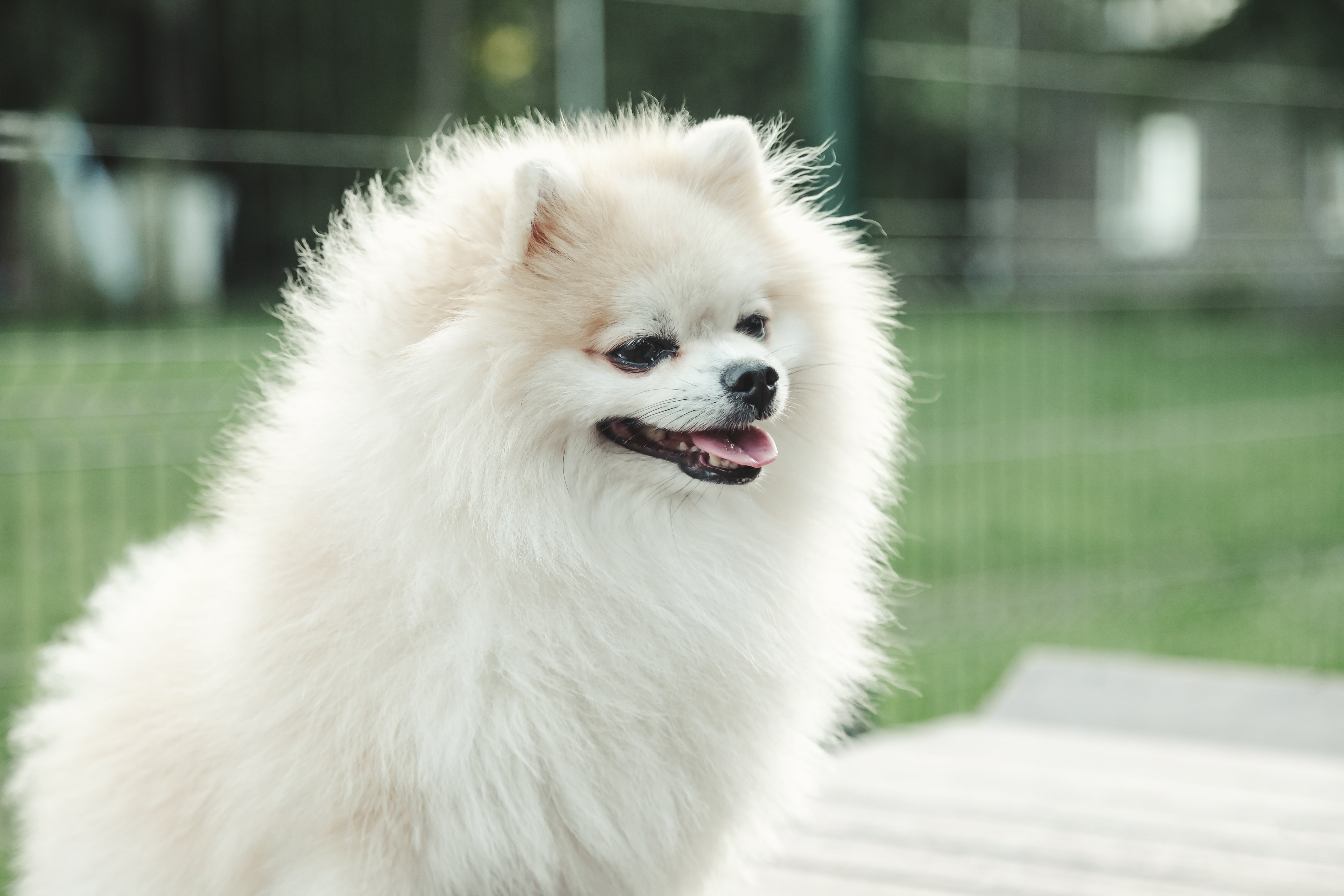 Cão da raça Lulu da Pomerânia branco com pelagem fofa, ao ar livre