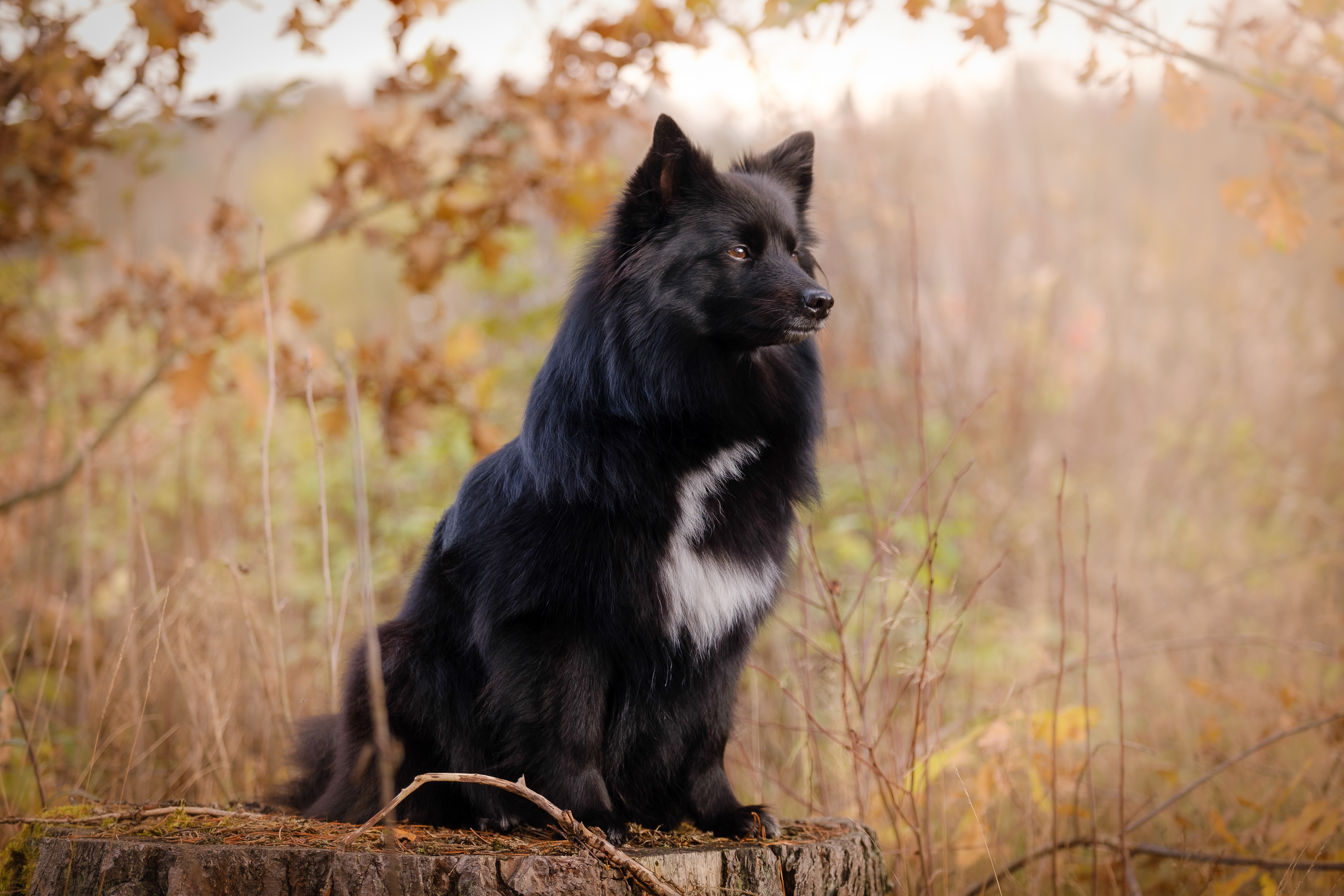 Cão Spitz Alemão preto com peito branco sentado em campo de outono.