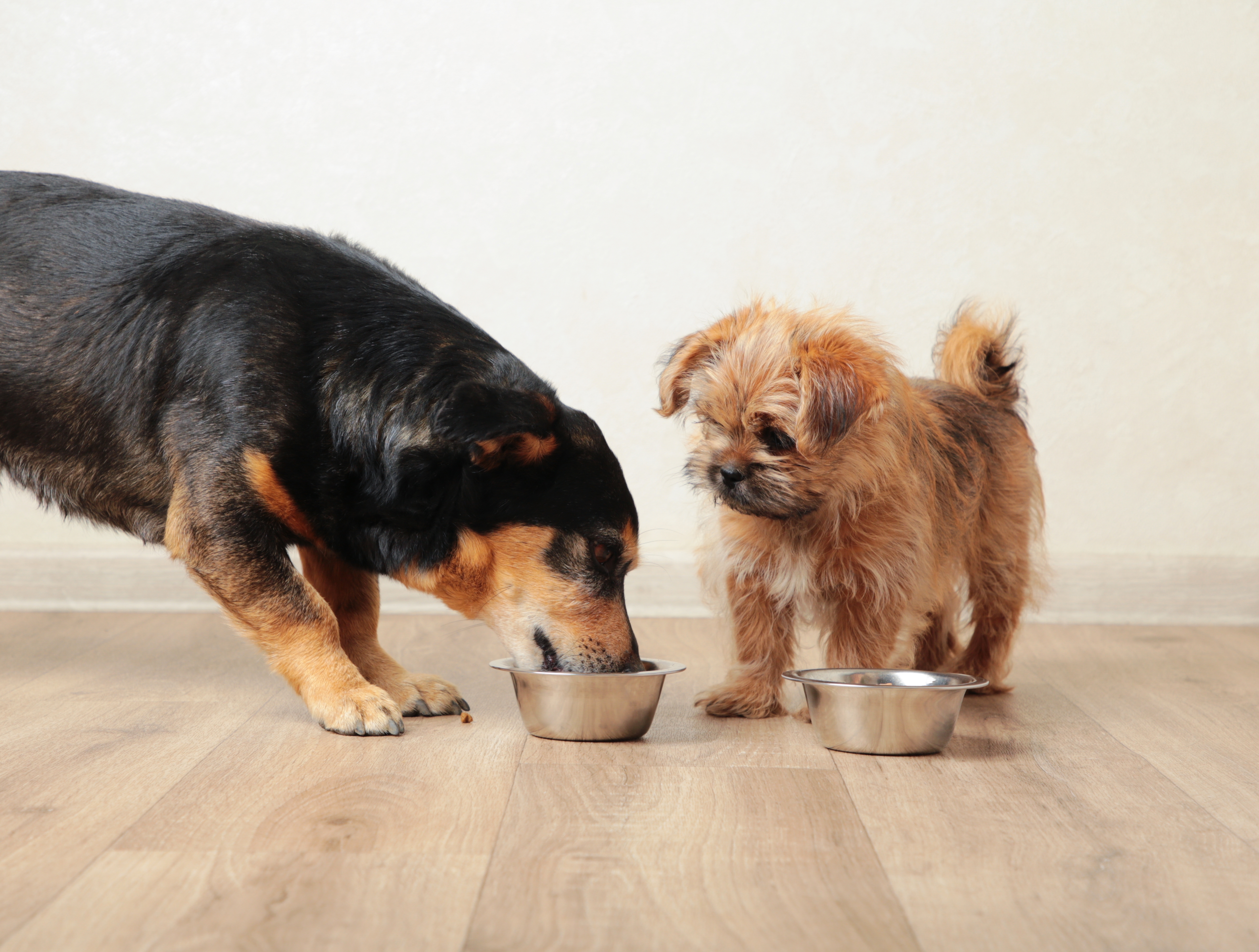 Um cachorro adulto de porte grande come ração ao lado de um cachorro filhote pequeno, ilustrando a diferença na quantidade de alimento por idade e porte