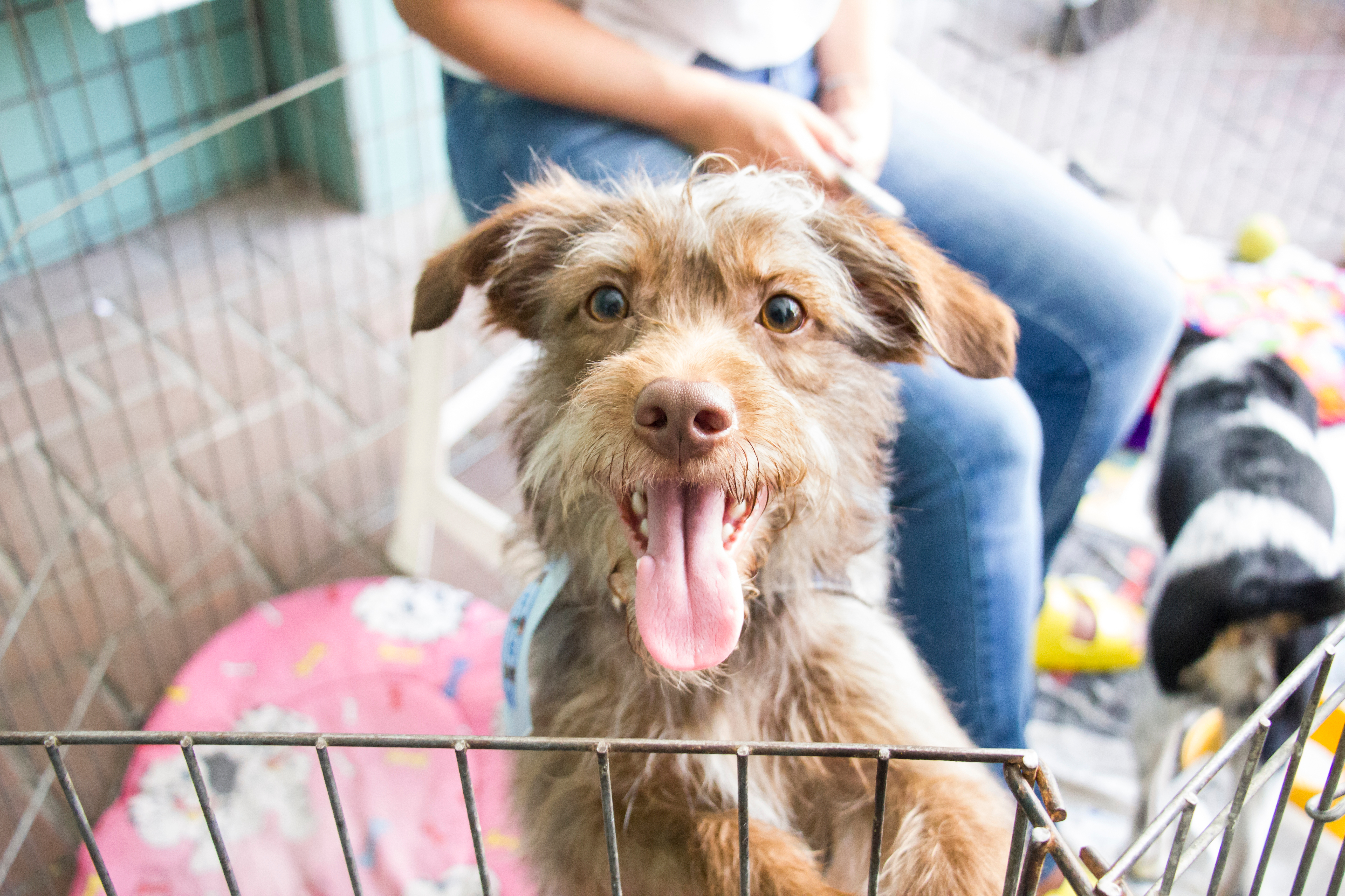 Cachorro marrom de pelo médio com a língua de fora e expressão feliz, dentro de um cercado.