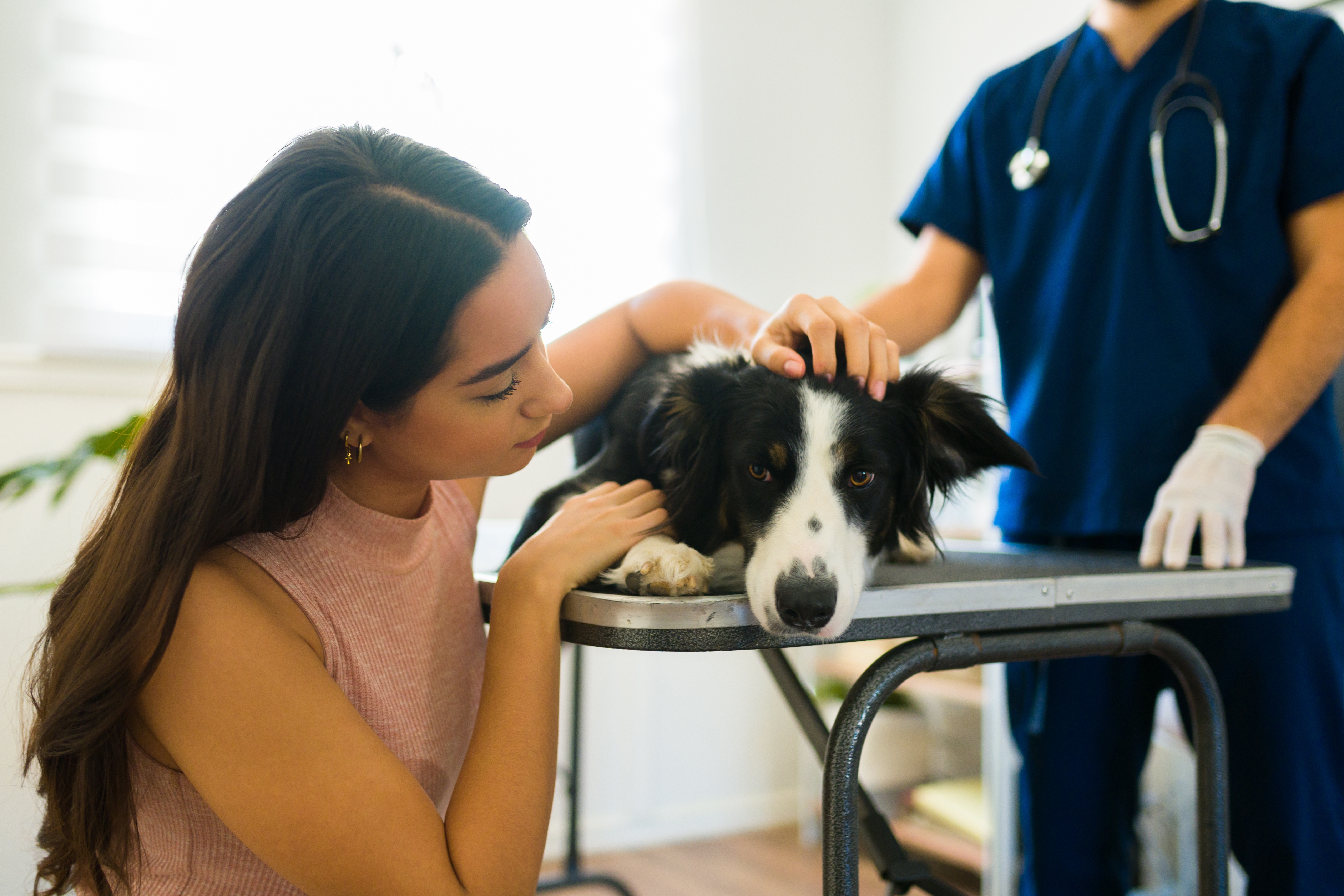 Border Collie sendo examinado por veterinário enquanto é acariciado por sua dona.