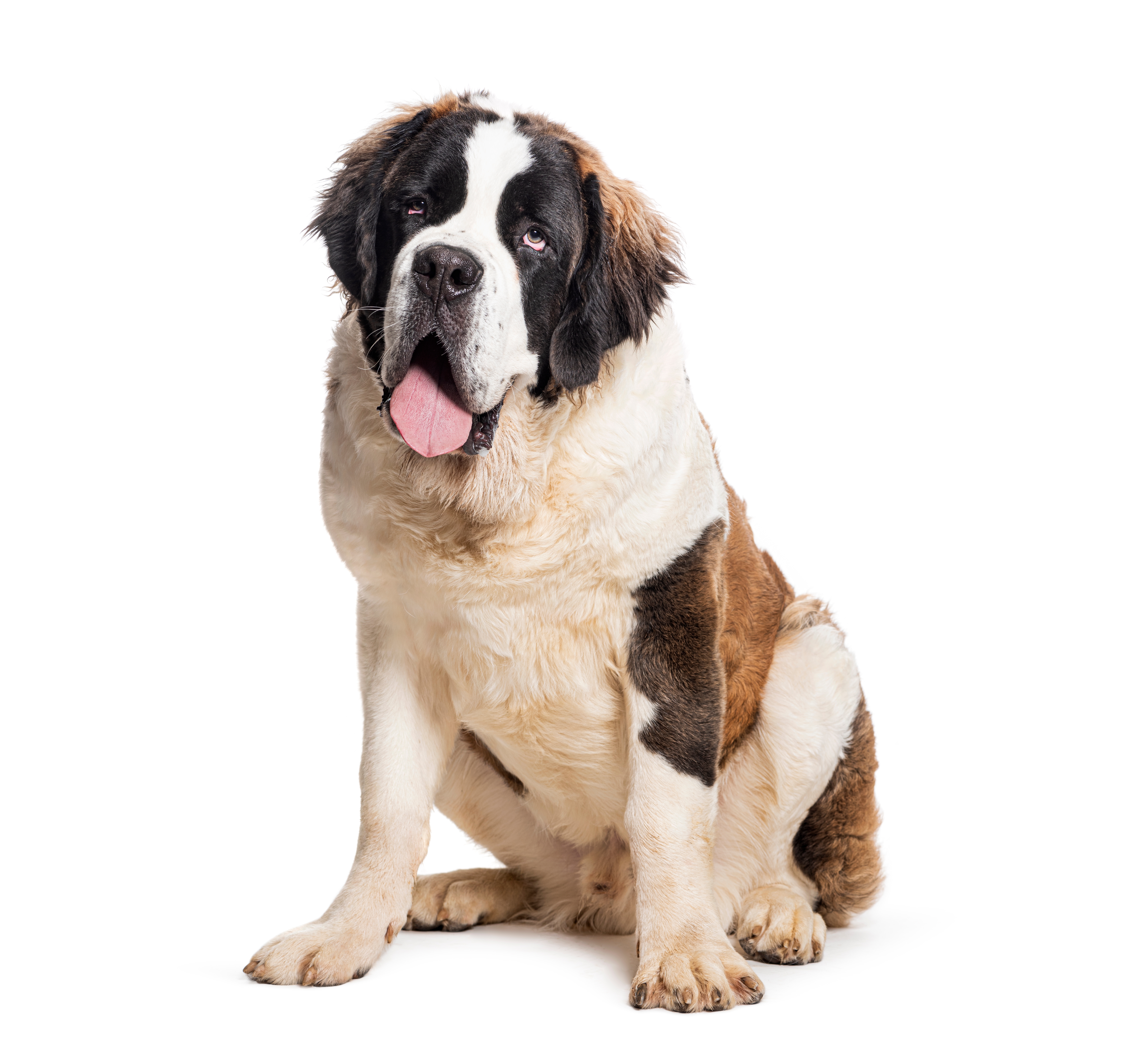 Um cachorro grande da raça São Bernardo sentado, famoso por ser a raça do personagem Beethoven dos cinemas.