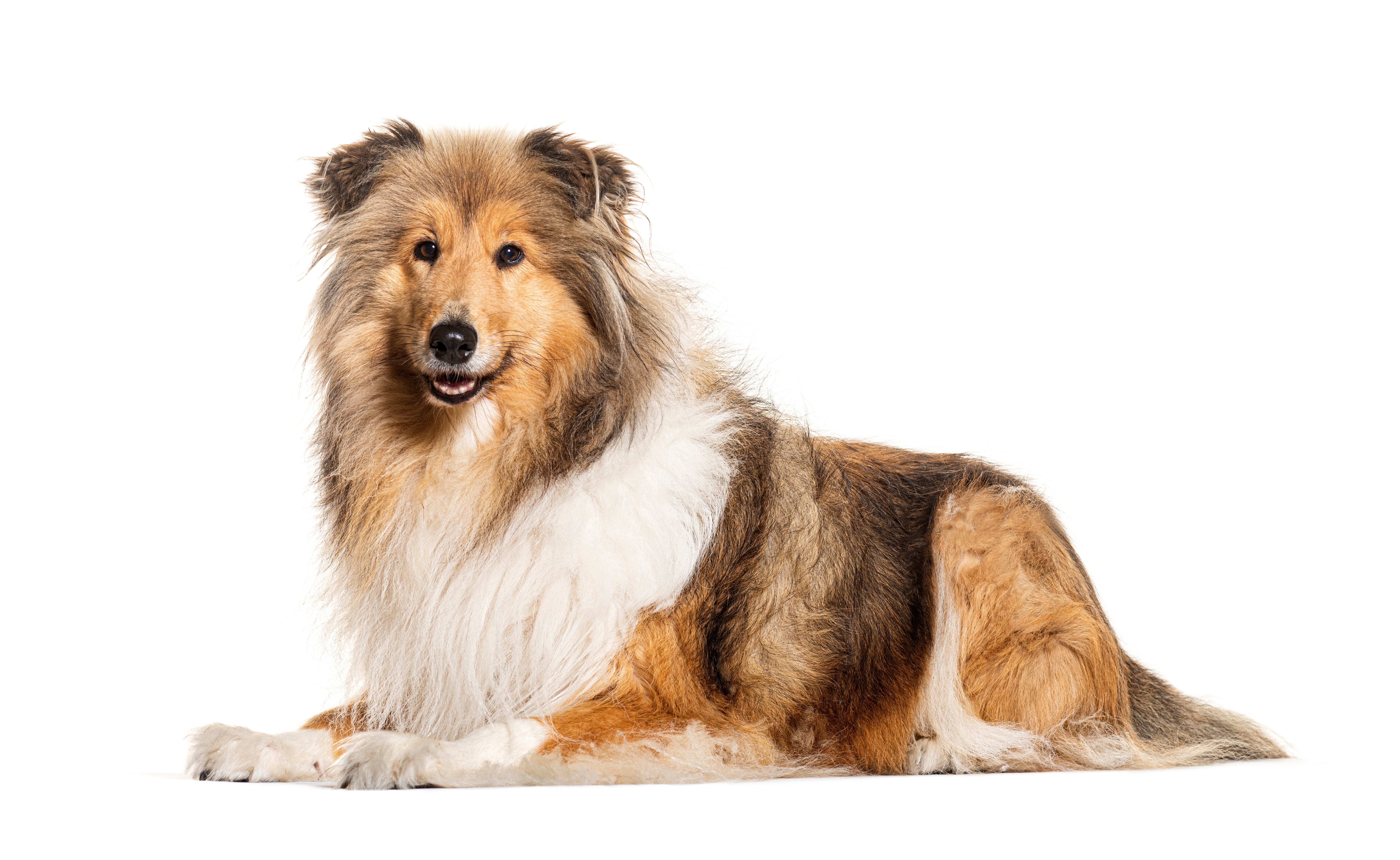 Cachorro da raça Rough Collie deitado, conhecido mundialmente por ser a raça da personagem Lassie.