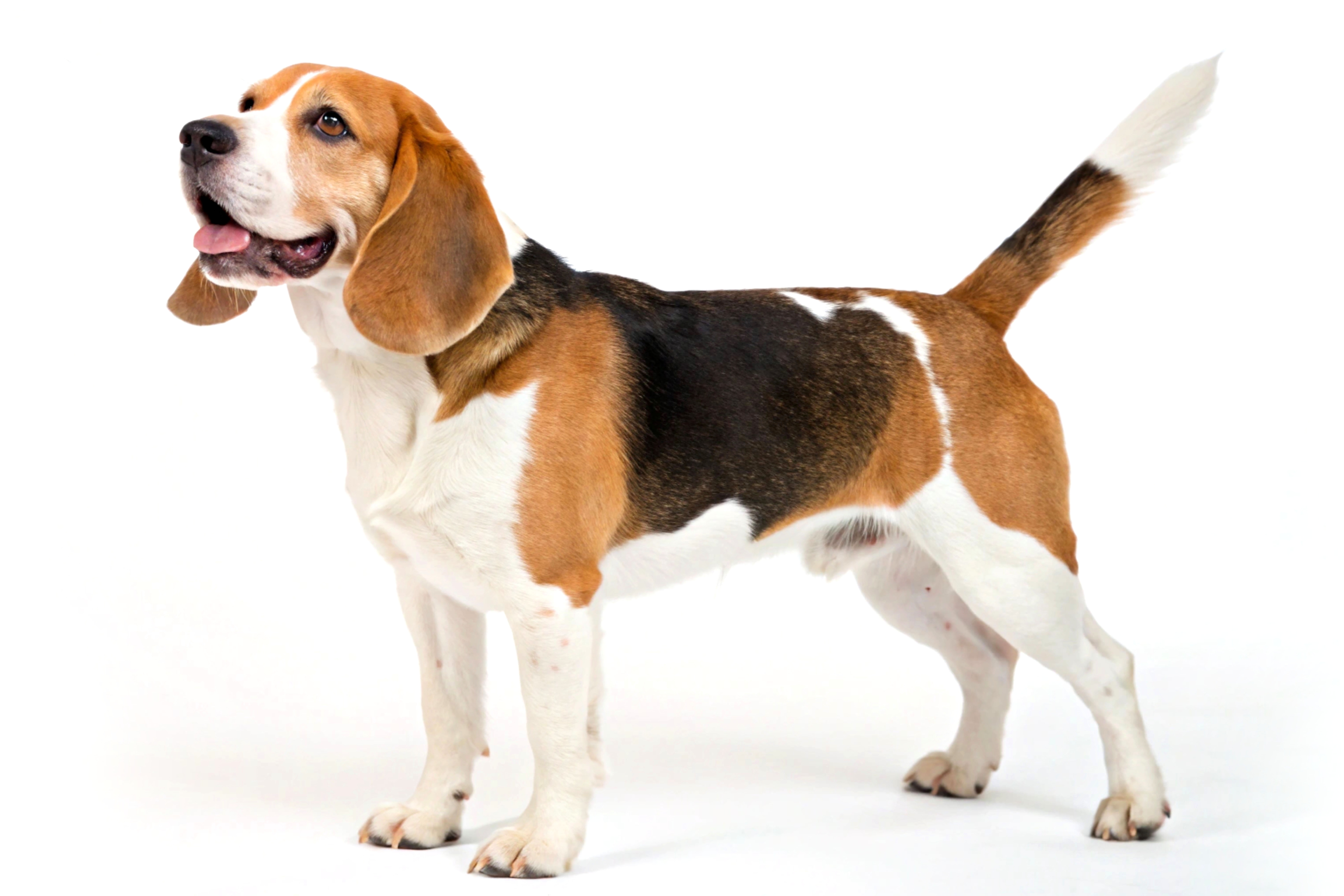 Cachorro da raça Beagle em pé, a raça que inspirou a criação do famoso personagem Snoopy.