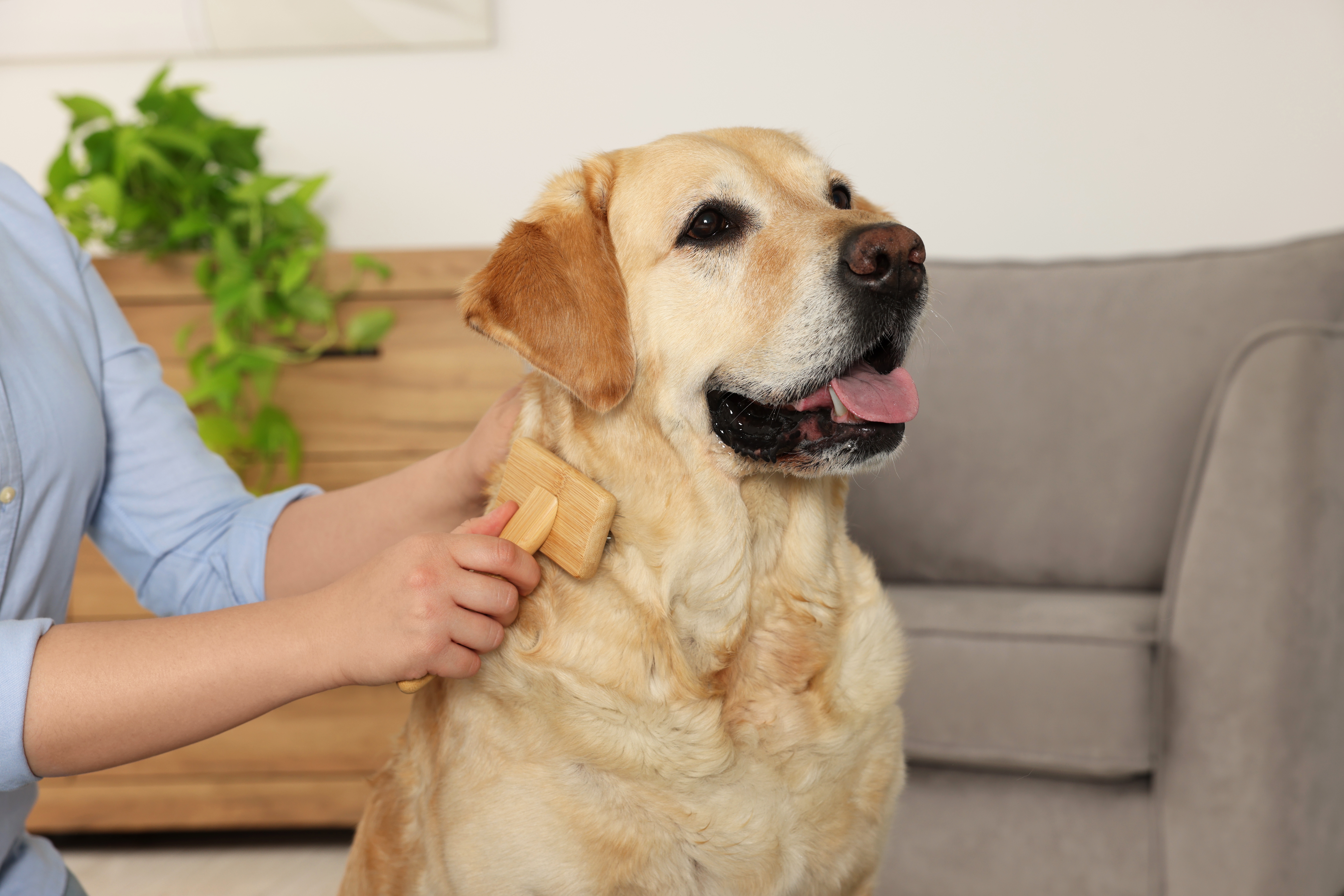 Pessoa escovando o pelo de um cachorro da raça Labrador Retriever com pelagem dourada, em um ambiente interno com sofá e planta ao fundo.
