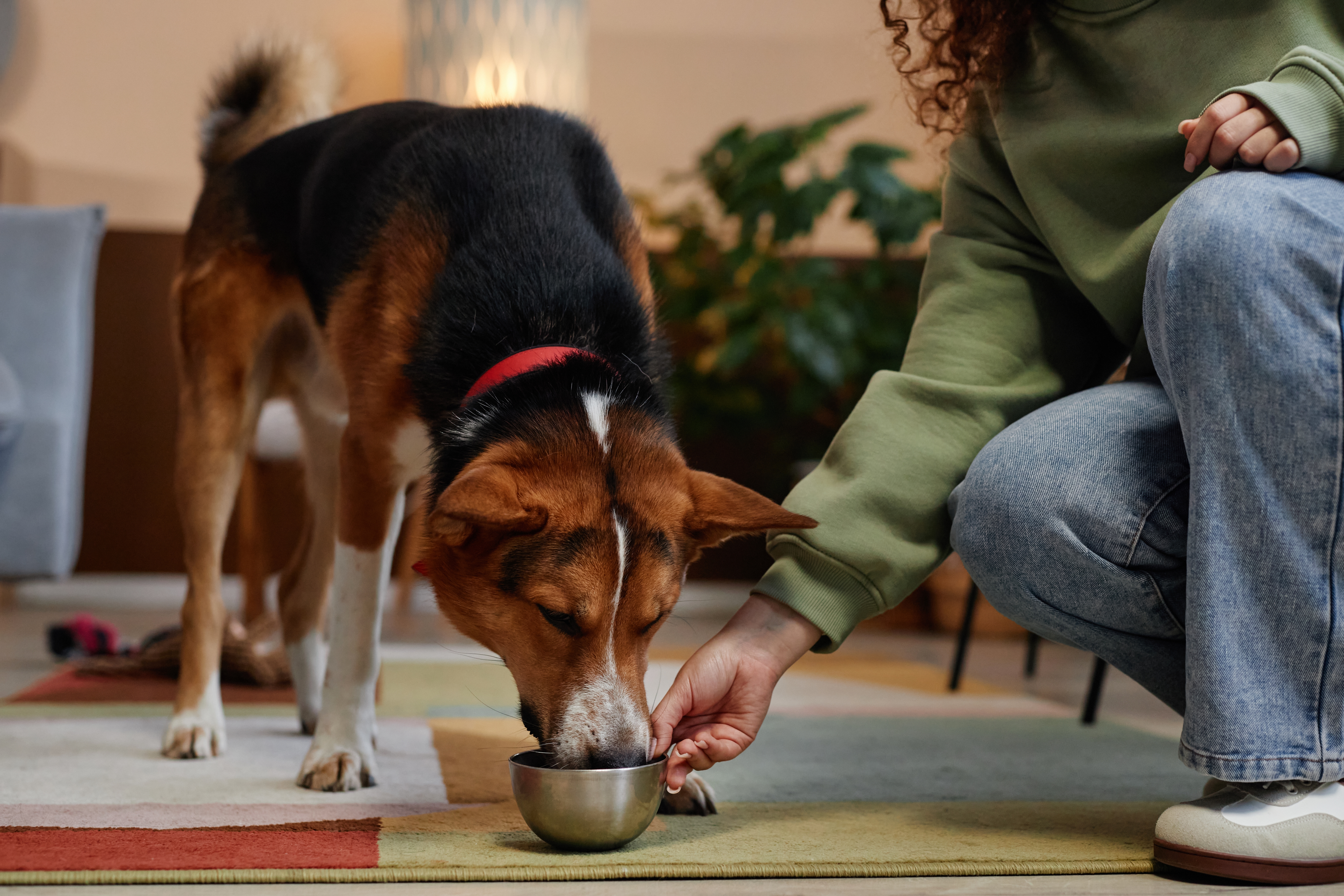 Pessoa ajoelhada oferecendo uma tigela de comida ou água para um cachorro de pelagem marrom, preta e branca com coleira vermelha, em um ambiente interno com plantas ao fundo.