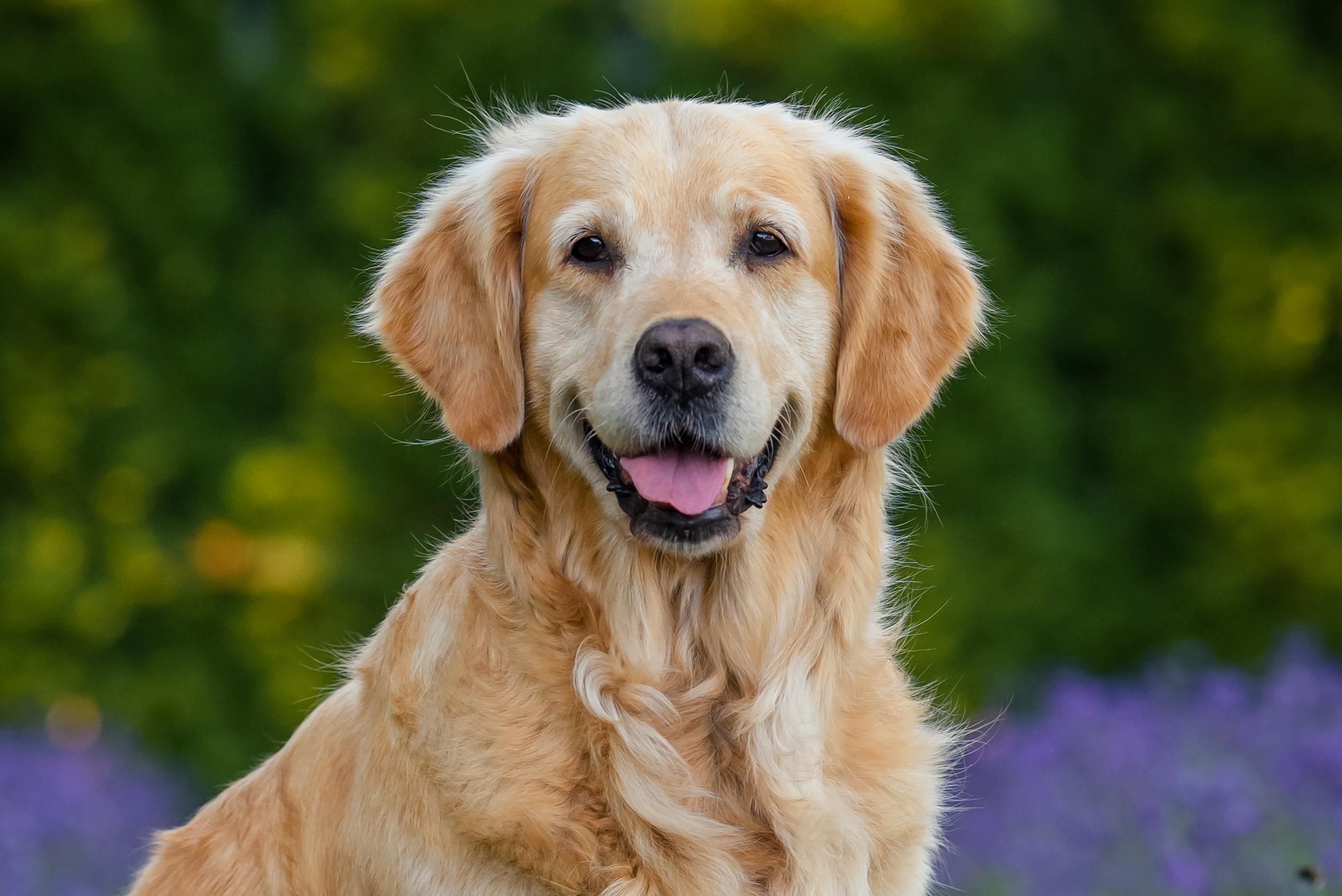 Cachorro da raça Golden Retriever com pelagem dourada, expressão amigável e língua para fora, posando ao ar livre com fundo desfocado de vegetação verde e flores roxas.