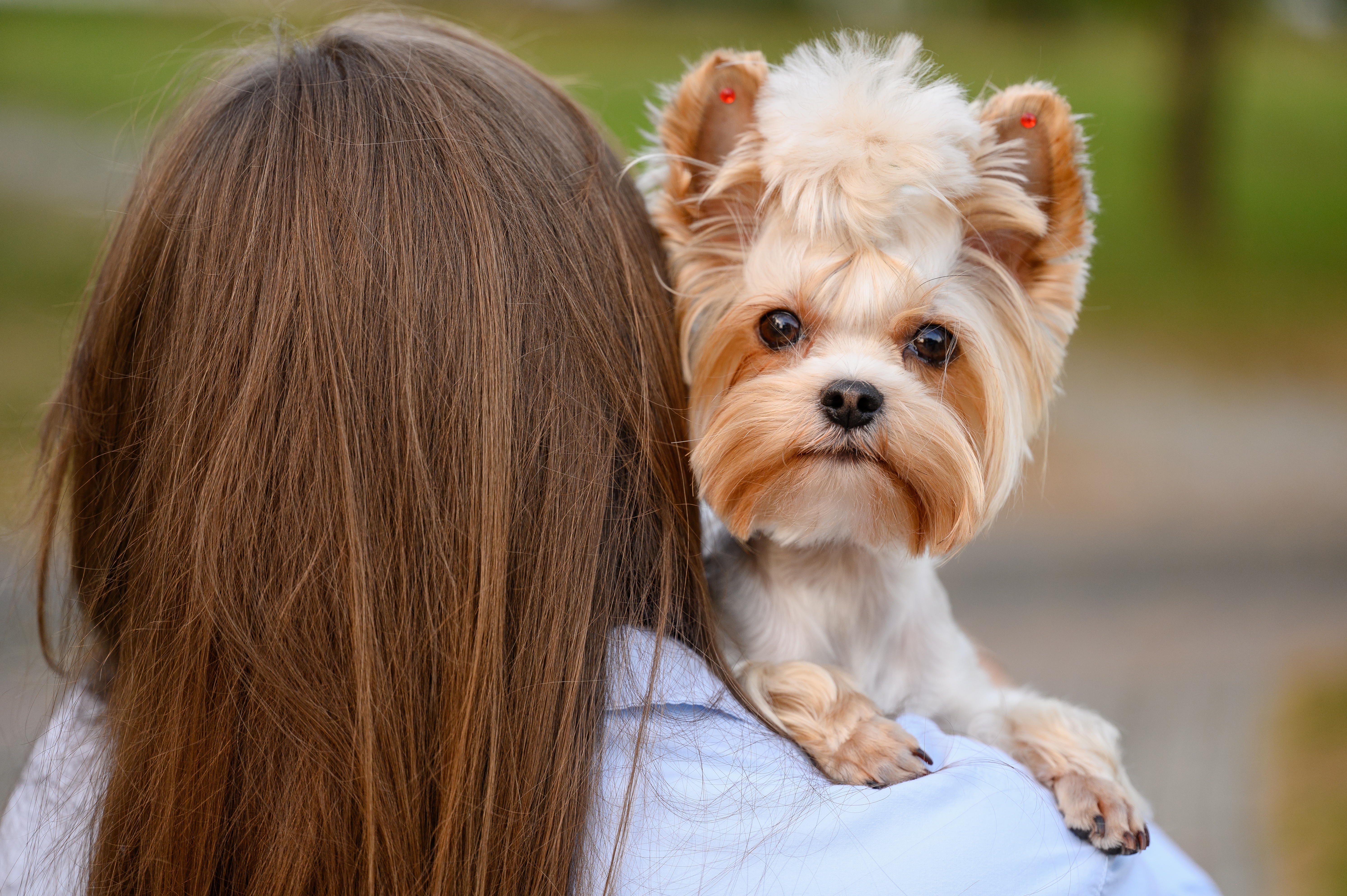 Pessoa de costas com cabelo castanho longo segurando um cachorro da raça Yorkshire Terrier com pelagem clara e expressão atenta, em um ambiente ao ar livre com fundo desfocado.