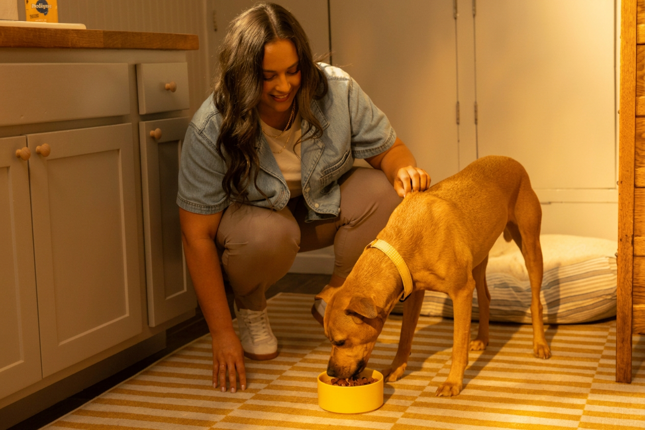 Cachorro caramelo comendo ração úmida Pedigree Sachê em pote amarelo