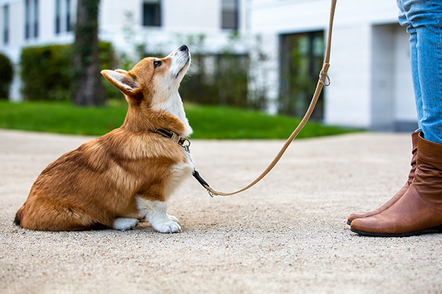 Um cachorro pequeno senta diante de uma mulher. Ele utiliza uma coleira.