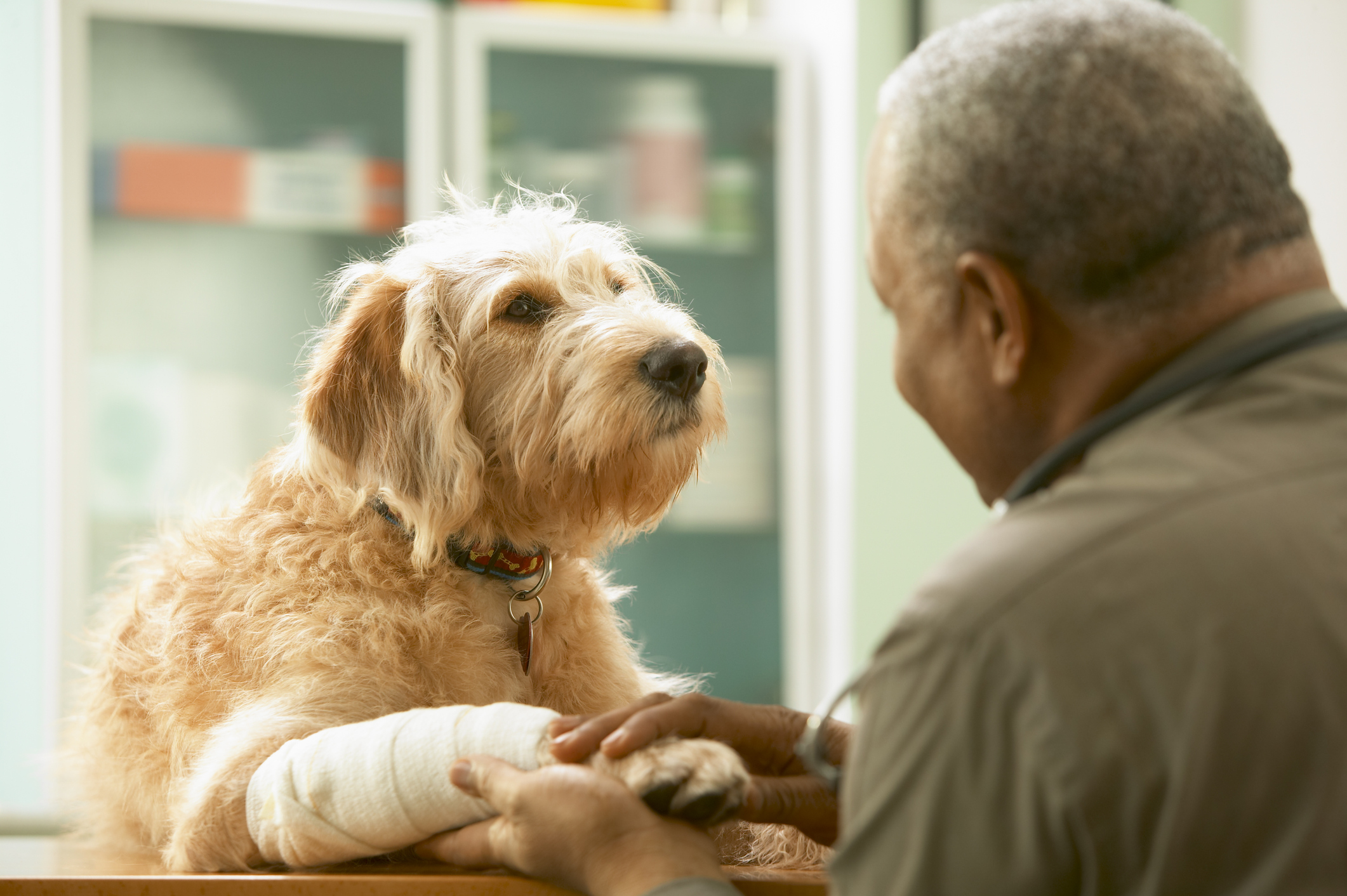 Um cão de pelo claro, felpudo, com a pata enfaixada. Deitado em uma mesa com o veterinário segurando a pata enfaixada.