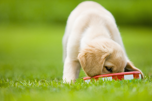 Cachorro de pelo bege se alimentando em comedouro vermelho e branco na grama com fundo desfocado.