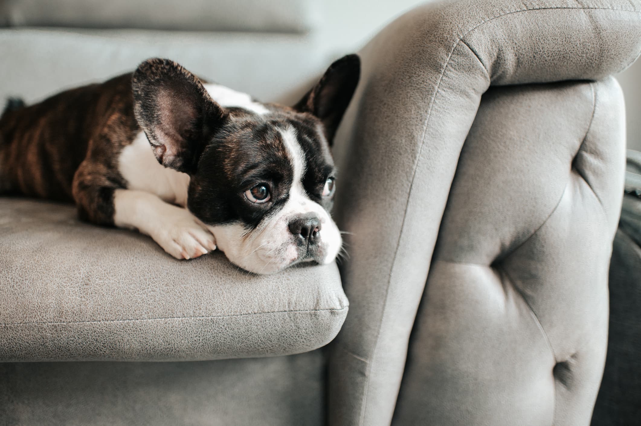 Um cachorro da raça boston terrier deitado no sofá cinza olhando fixamente para algo e fundo desfocado.