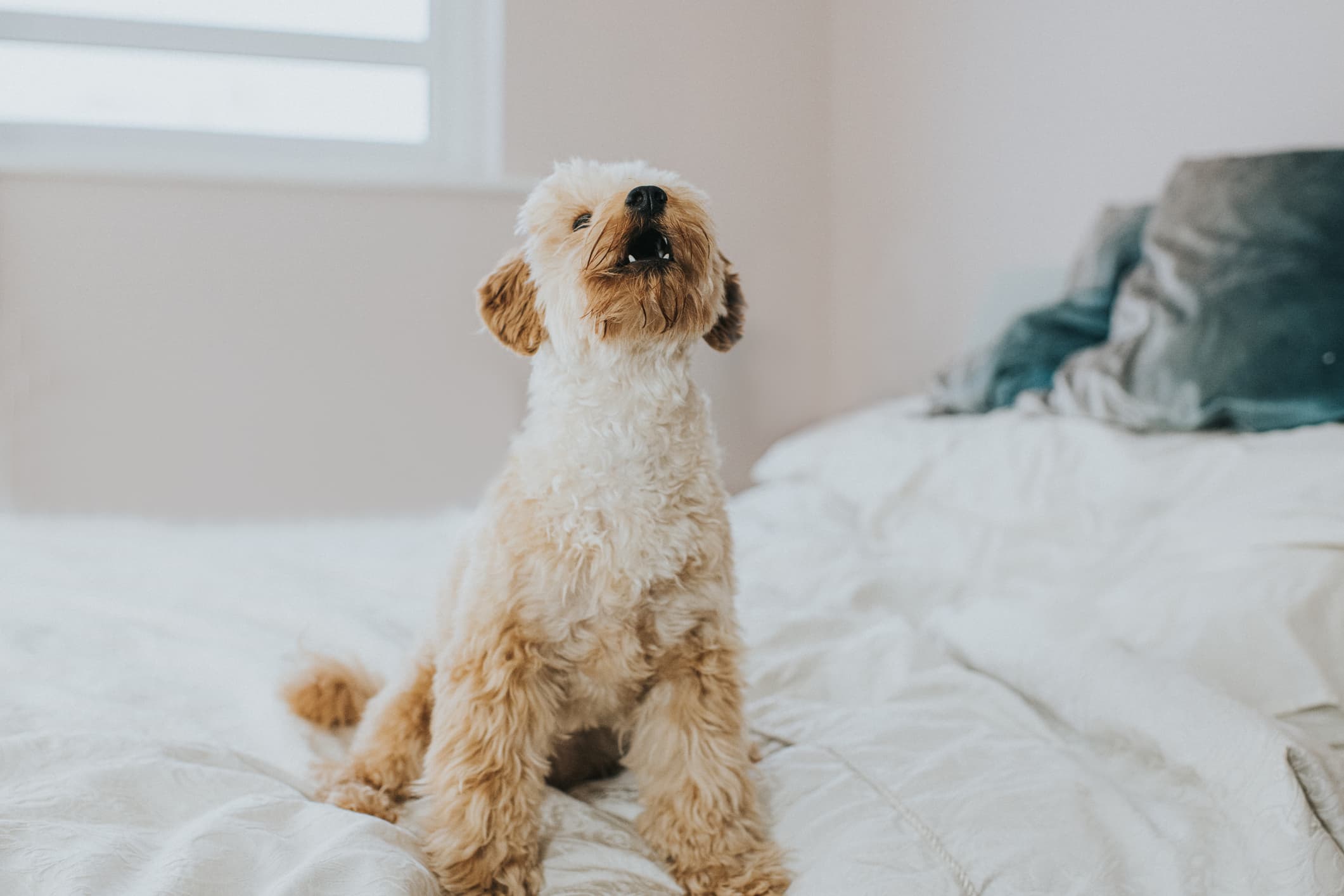 Um cão de pelagem média cor bege sentado na cama com lençóis brancos e travesseiros cinza olhando fixamente para cima e fundo desfocado.