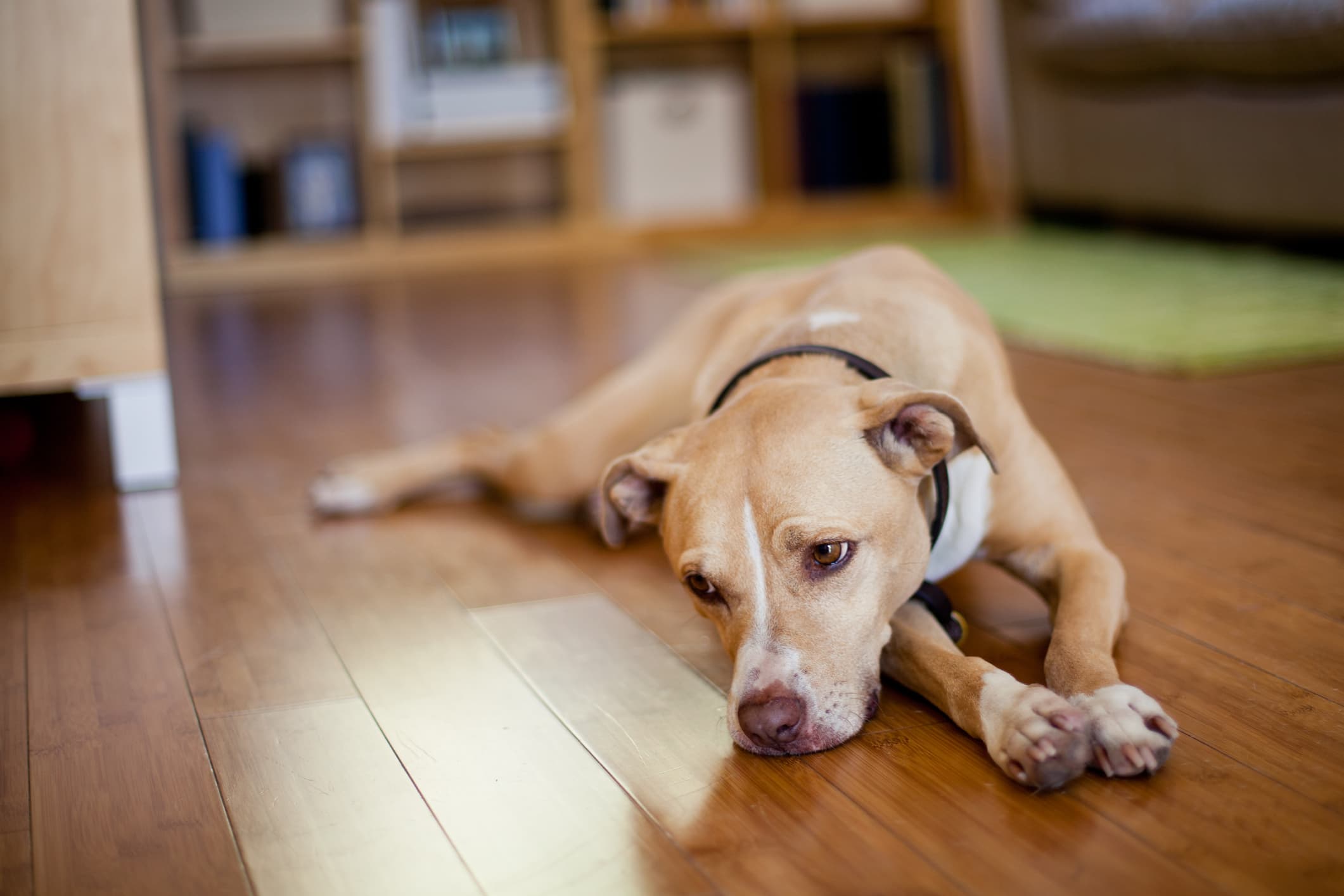 Um cão de pelo caramelo e branco deitado no piso de madeira olhando fixamente para algo e fundo desfocado.