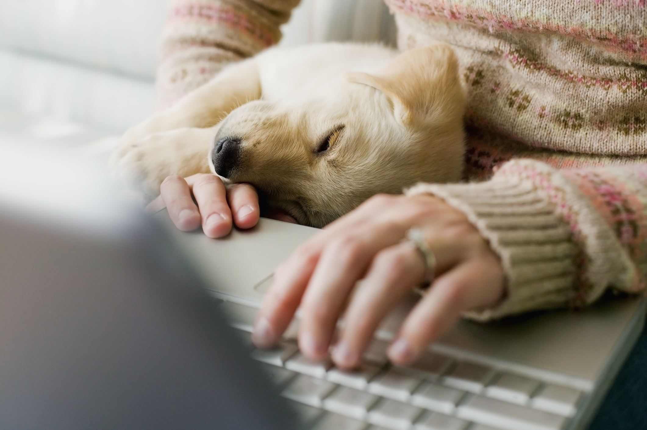 Um cão de pelo claro, deitado no colo da sua tutora enquanto ela usa um notebook.
