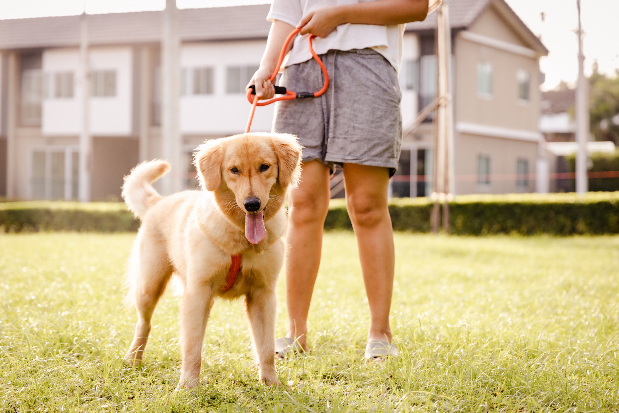 Um cachorro da raça Golden retriever na grama, ele está sendo segurado por uma guia que está na mão de seu tutor.