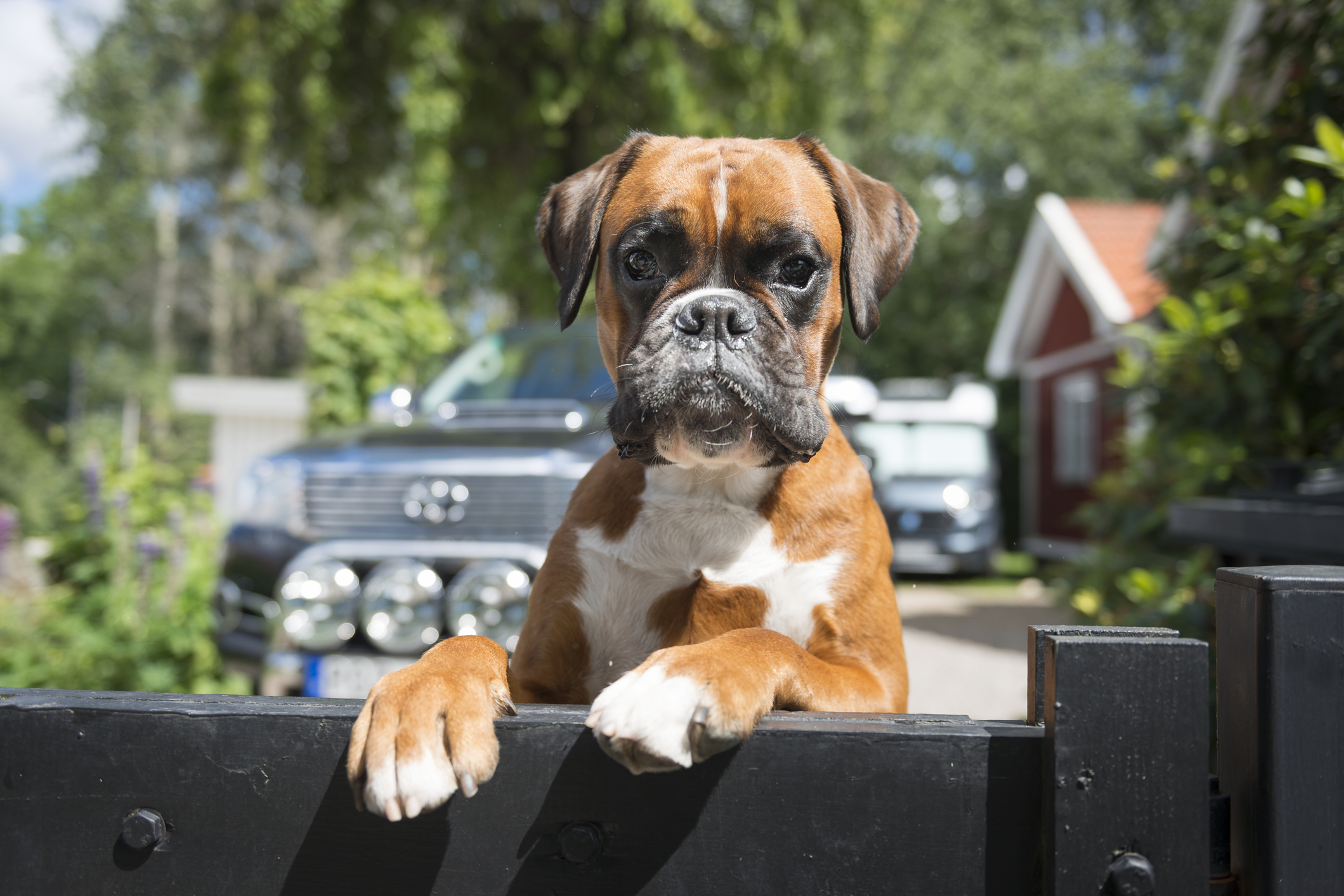 Um cachorro da raça boxer, com as patas em cima de um portão, observando o outro lado.