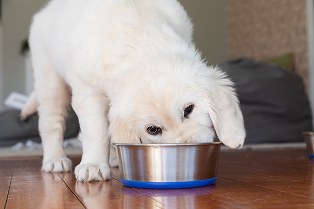 Um cão branco come em uma tigela prata e azul, com o rosto quase todo dentro do pote.