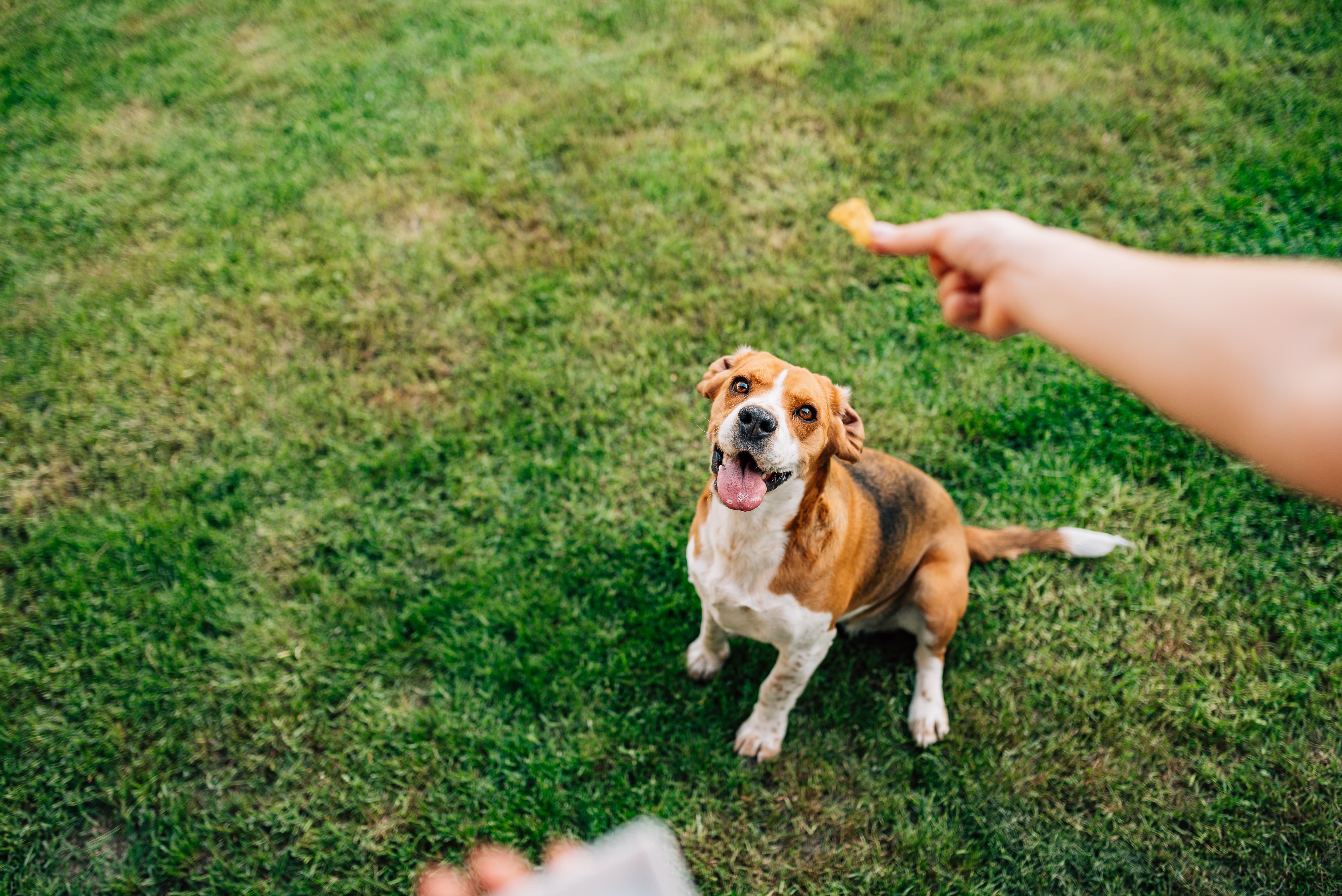 Imagem de um cachorro branco com manchas marrons e pretas, sentado sobre a grama e olhando para a mão do tutor que segura um petisco pedigree.